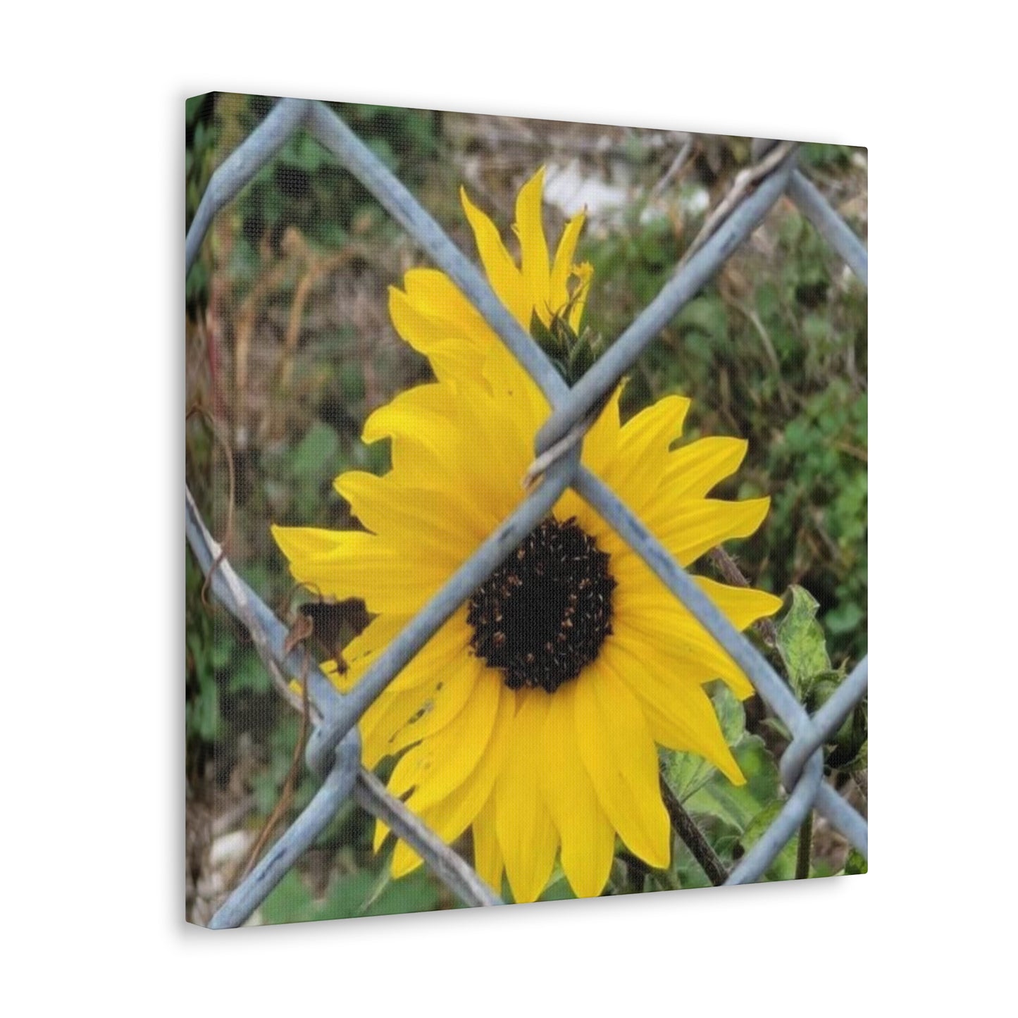 Sunflower Behind A Fence Canvas Gallery Wraps