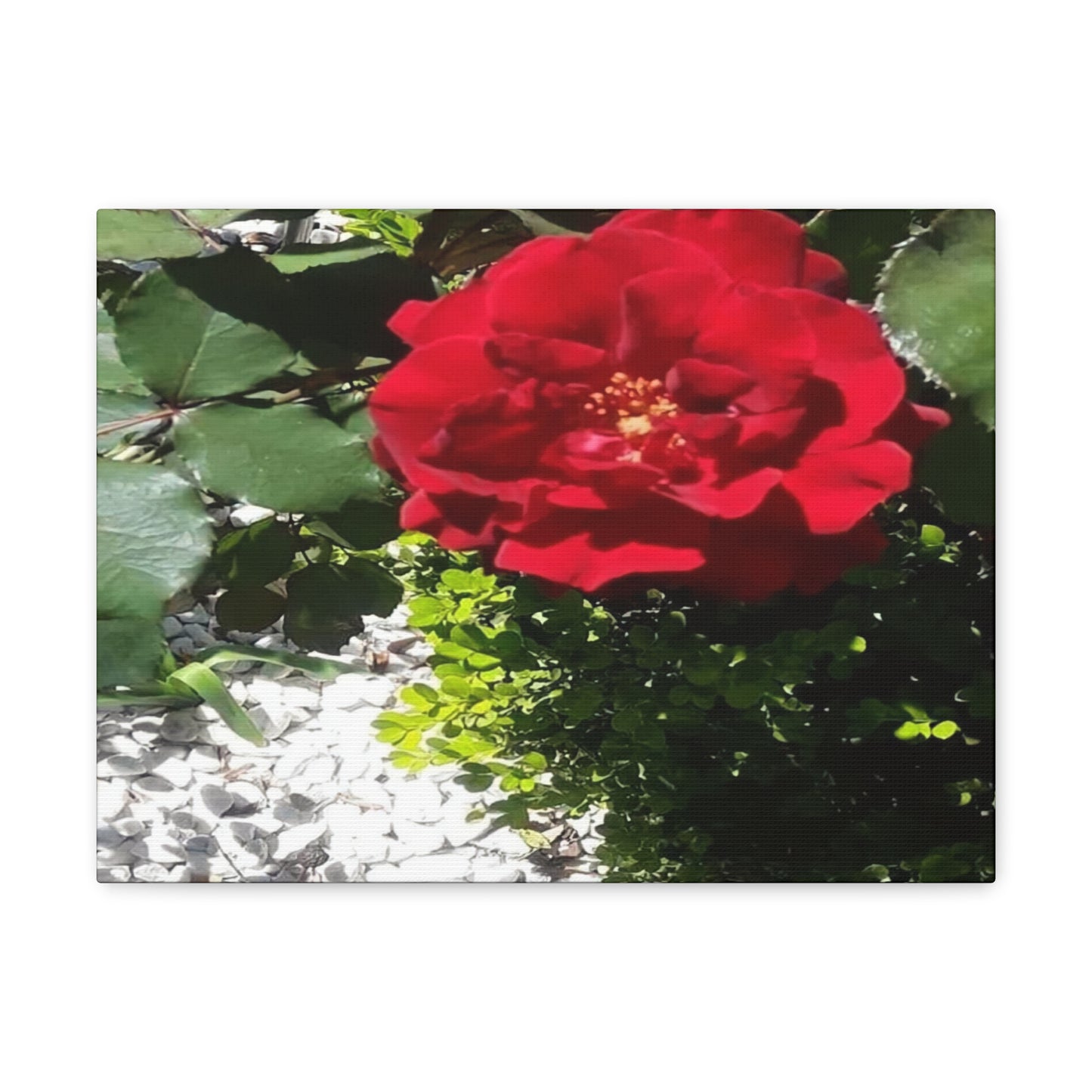 Europeana Red Rose | Wall Art Print | High Bloom Collection | Life By Ortavia