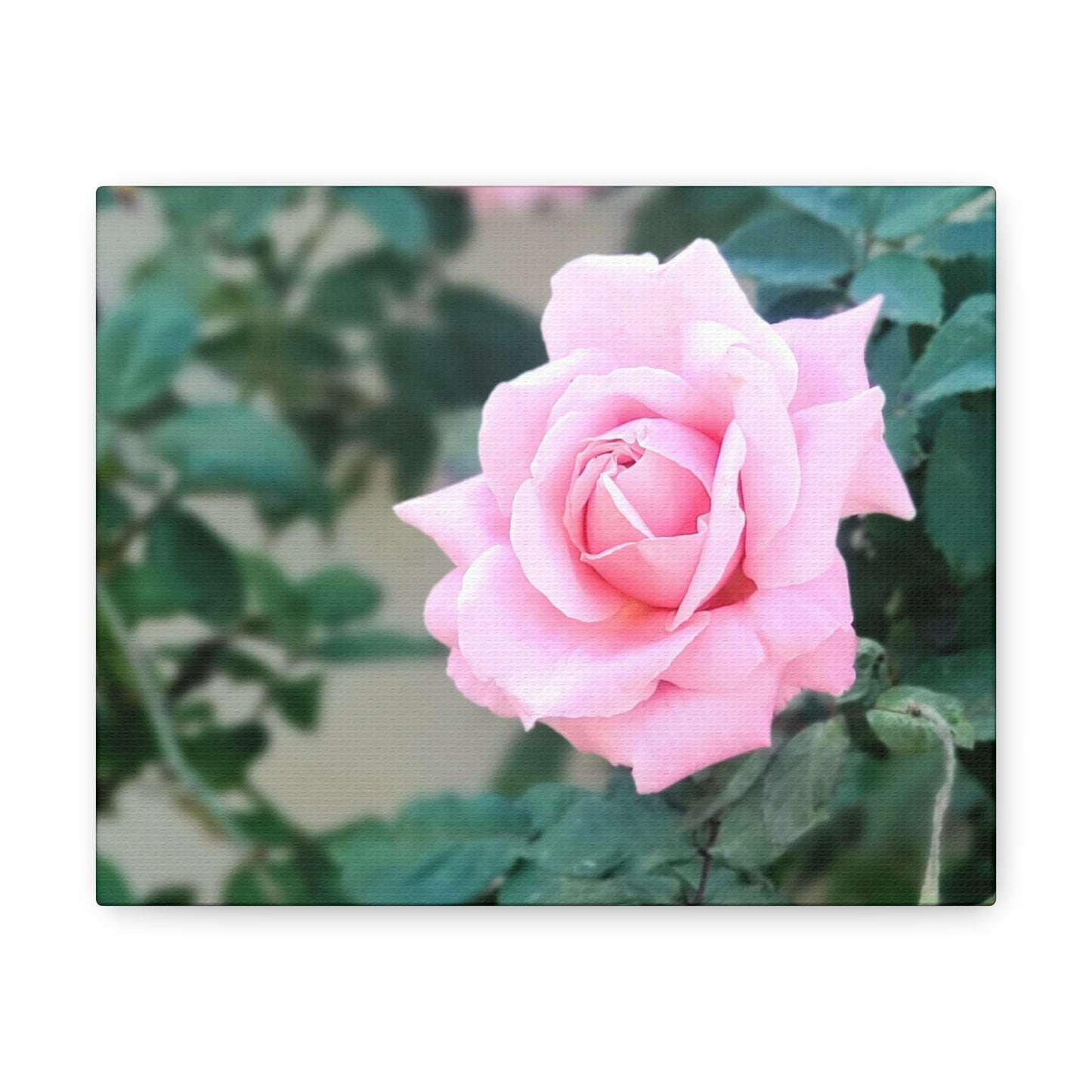 Focus on a Pink Rose | High Bloom Collection | Wall Art Print | Life By Ortavia