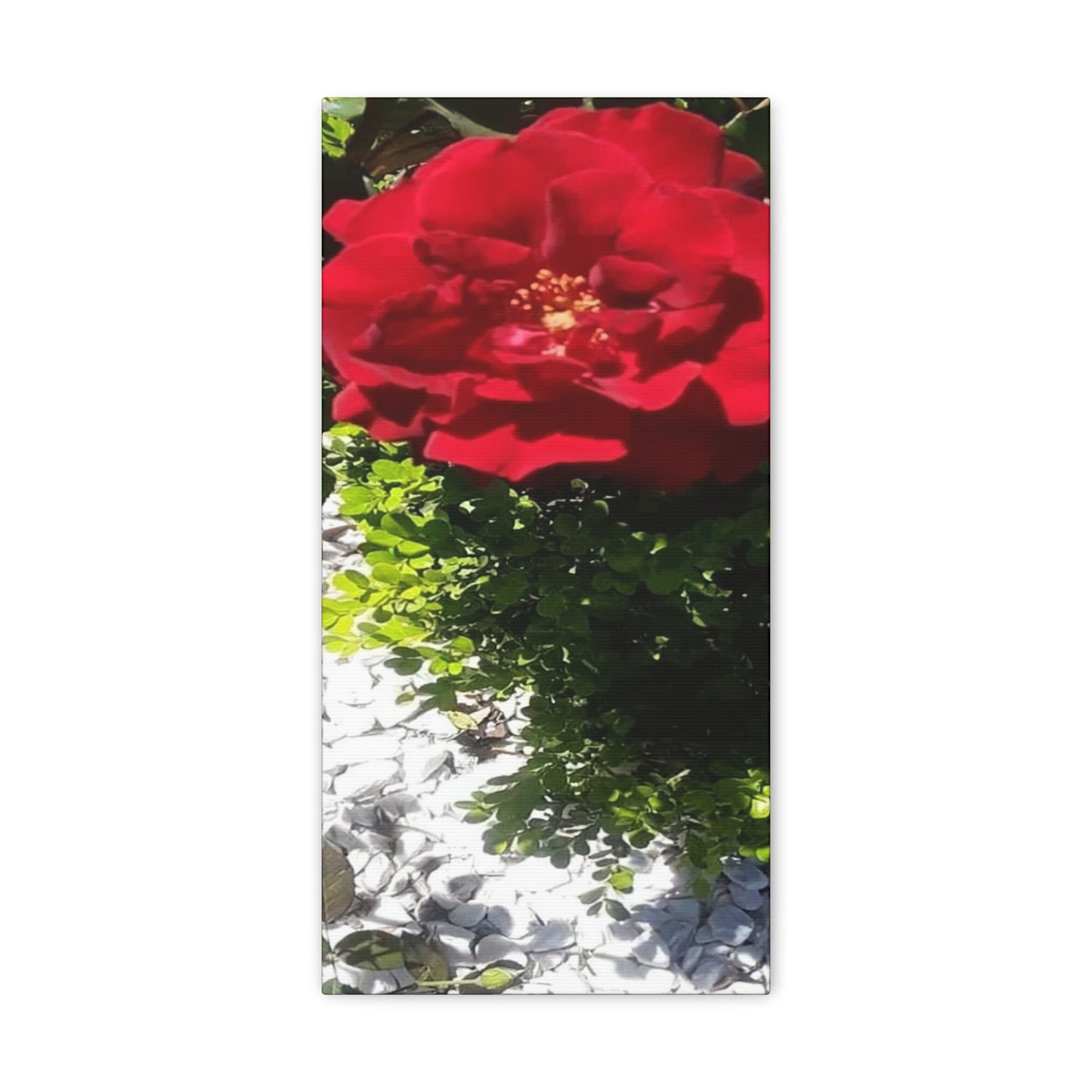 Europeana Red Rose | Wall Art Print | High Bloom Collection | Life By Ortavia