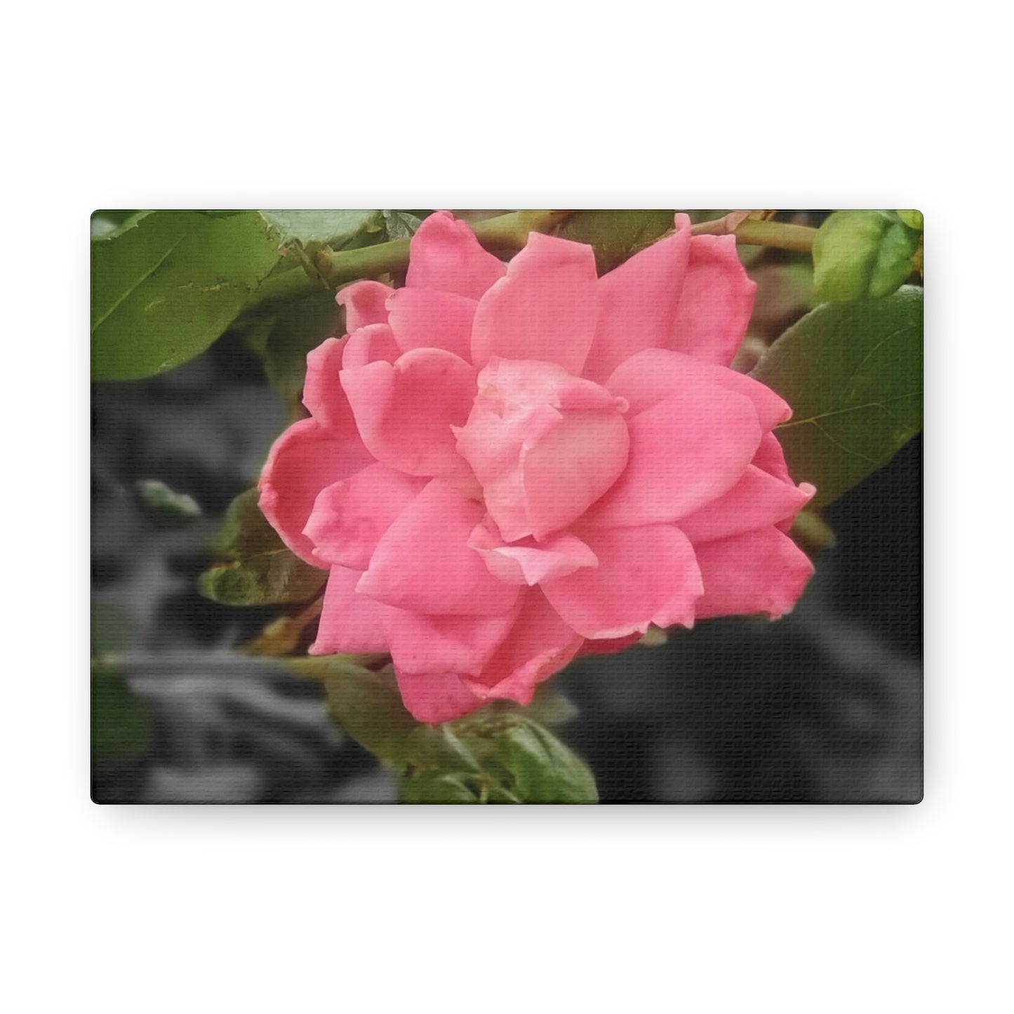 Pink Flower On A Vine | Wall Canvas | Bloom Collection