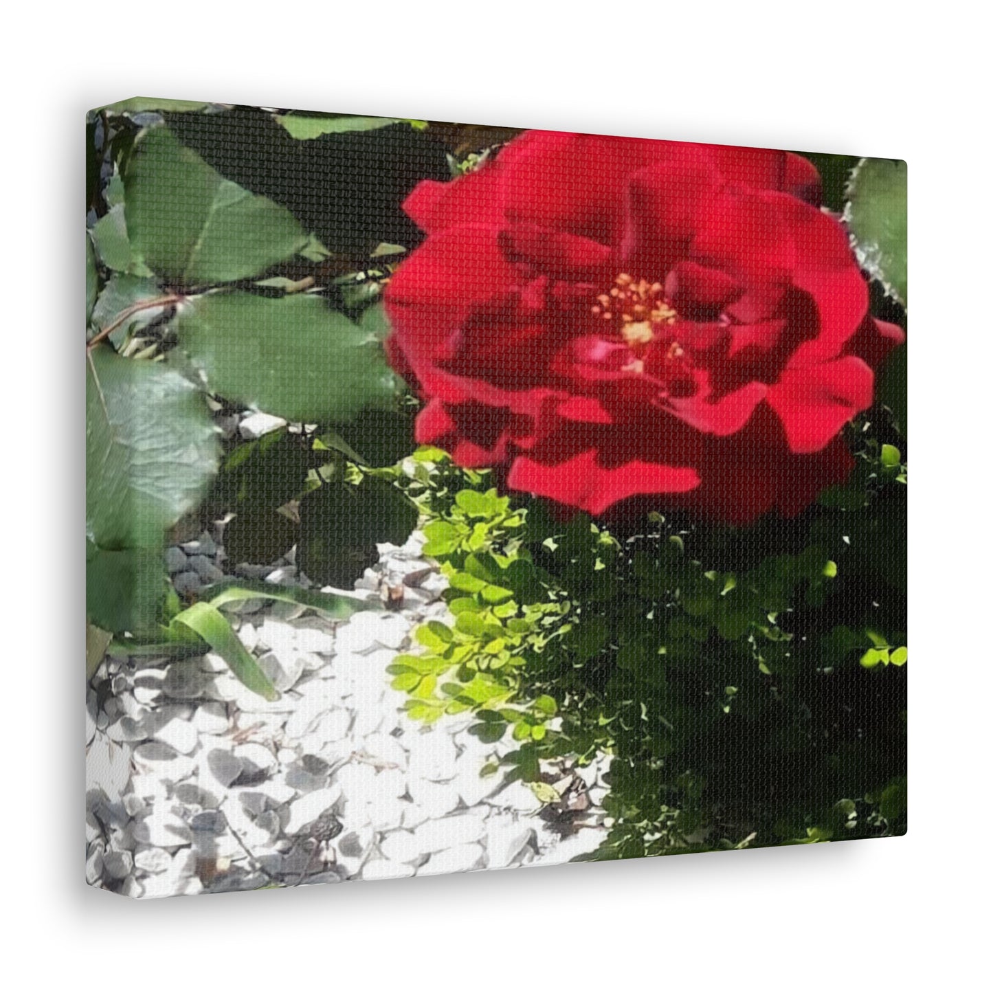 Europeana Red Rose | Wall Art Print | High Bloom Collection | Life By Ortavia