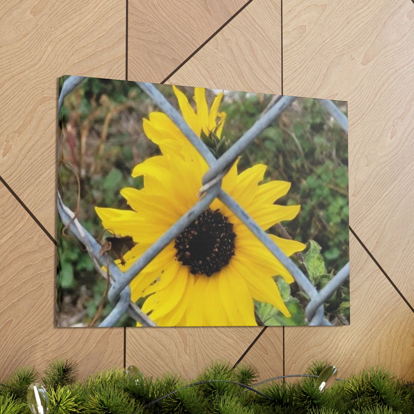 Sunflower Behind A Fence Canvas Gallery Wraps