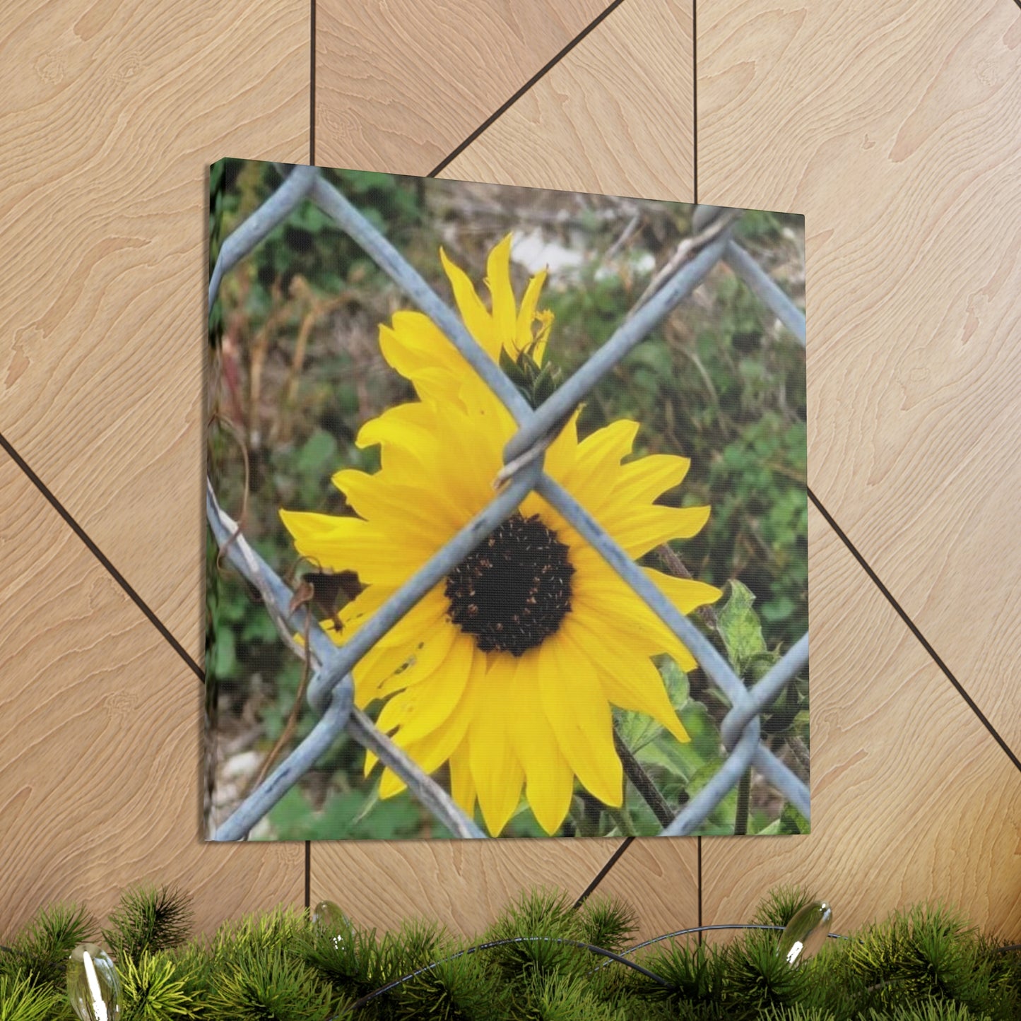 Sunflower Behind A Fence Canvas Gallery Wraps