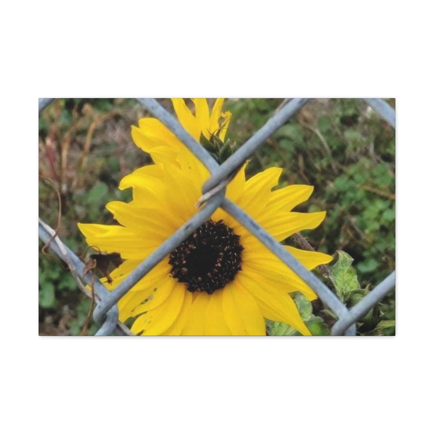 Sunflower Behind A Fence Canvas Gallery Wraps