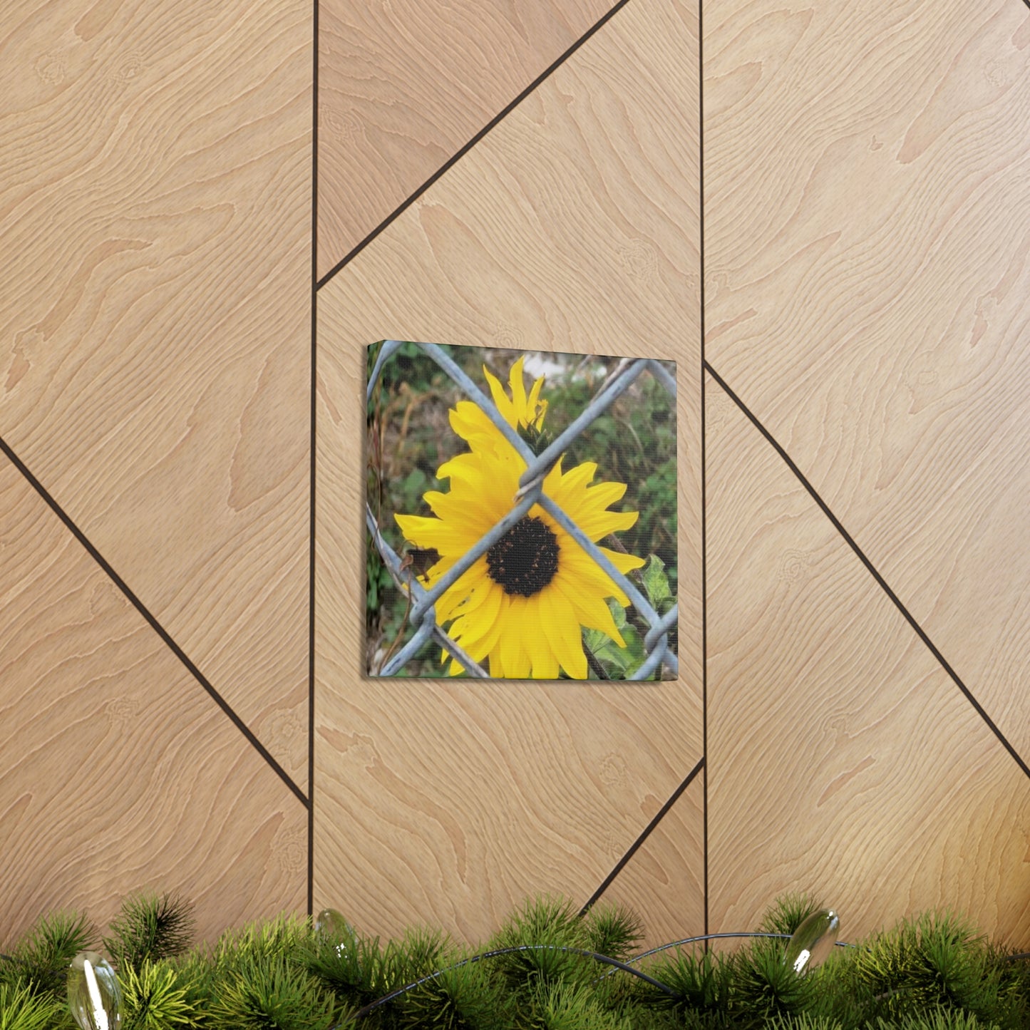 Sunflower Behind A Fence Canvas Gallery Wraps
