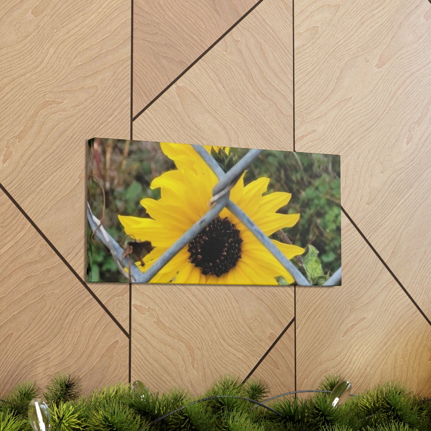 Sunflower Behind A Fence Canvas Gallery Wraps