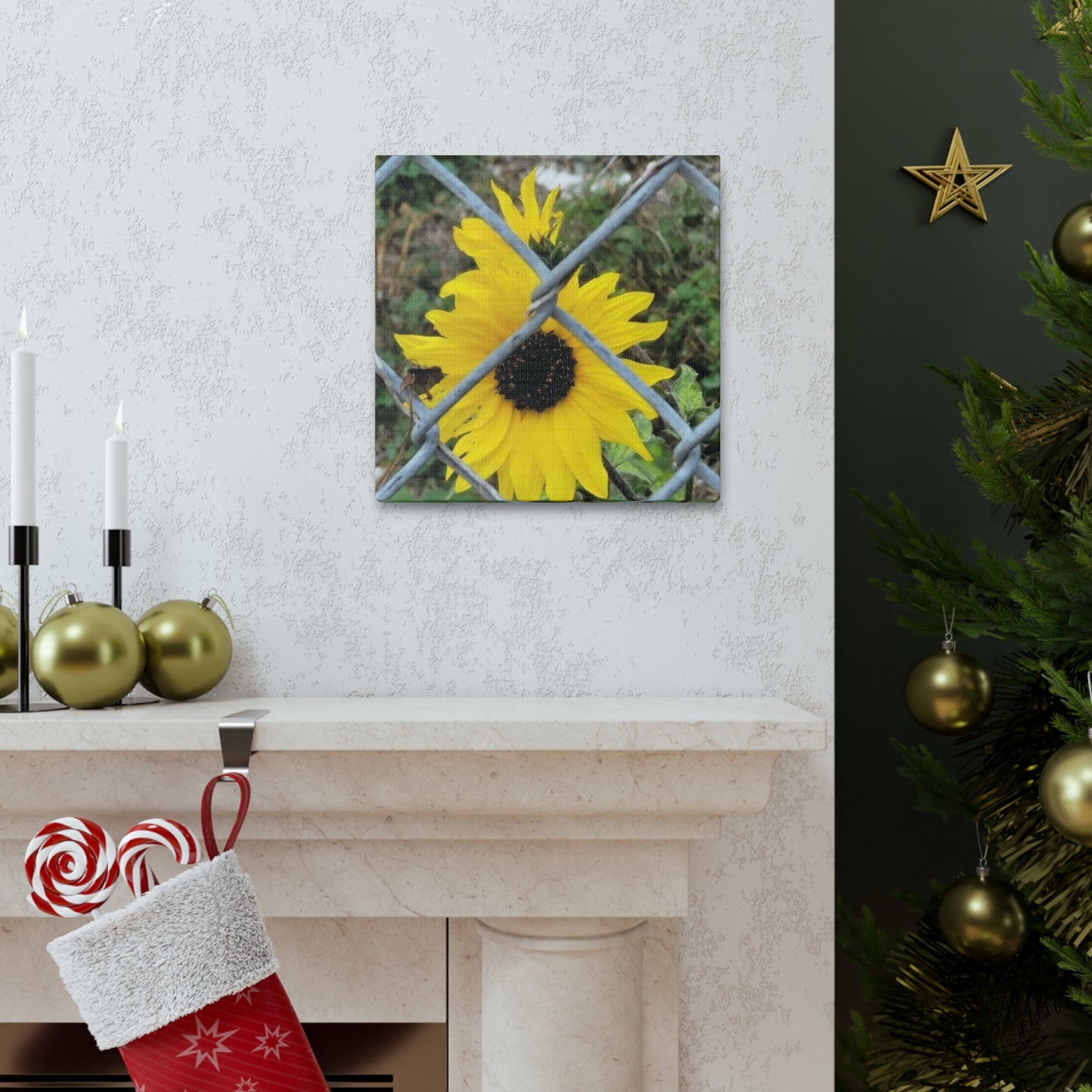 Sunflower Behind A Fence Canvas Gallery Wraps