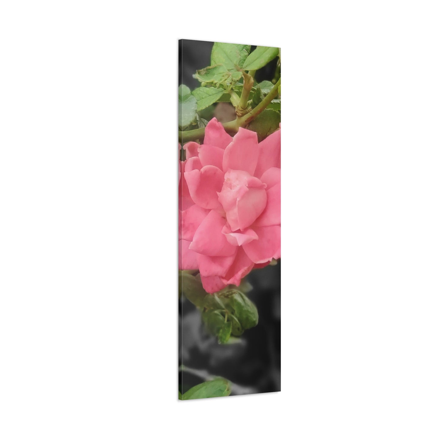 Pink Flower On A Vine | Wall Canvas | Bloom Collection