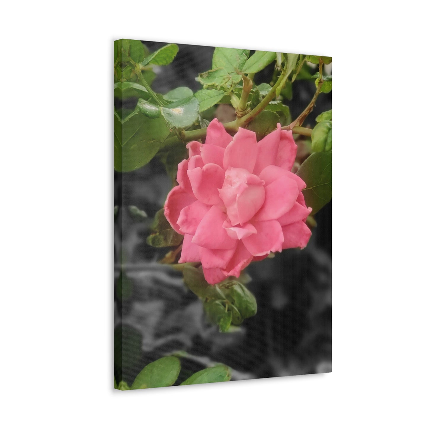 Pink Flower On A Vine | Wall Canvas | Bloom Collection