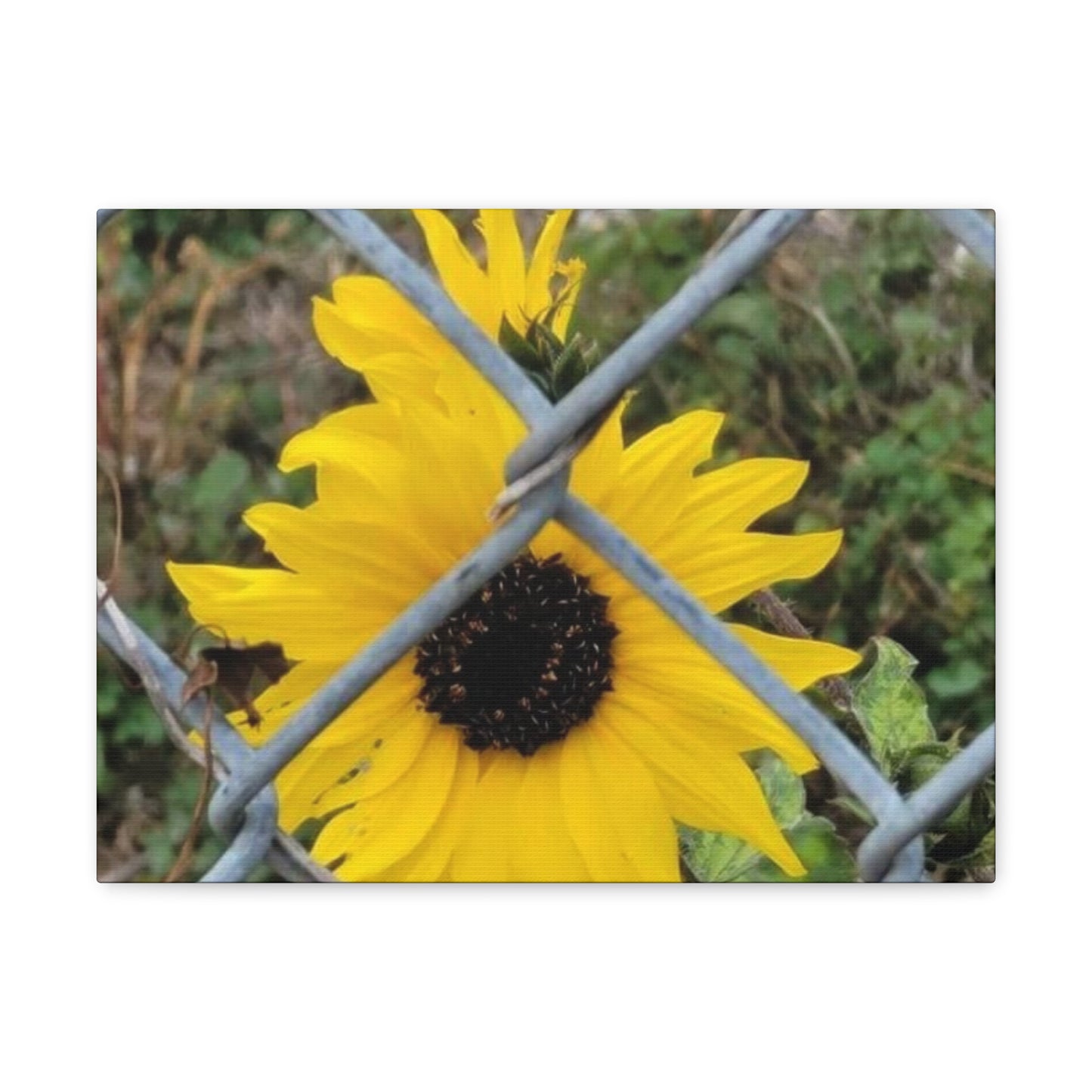 Sunflower Behind A Fence Canvas Gallery Wraps