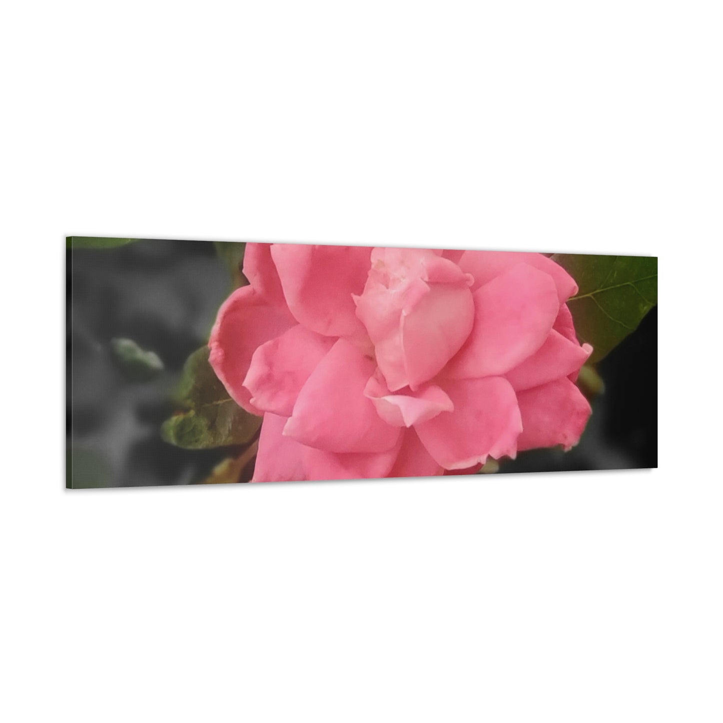 Pink Flower On A Vine | Wall Canvas | Bloom Collection