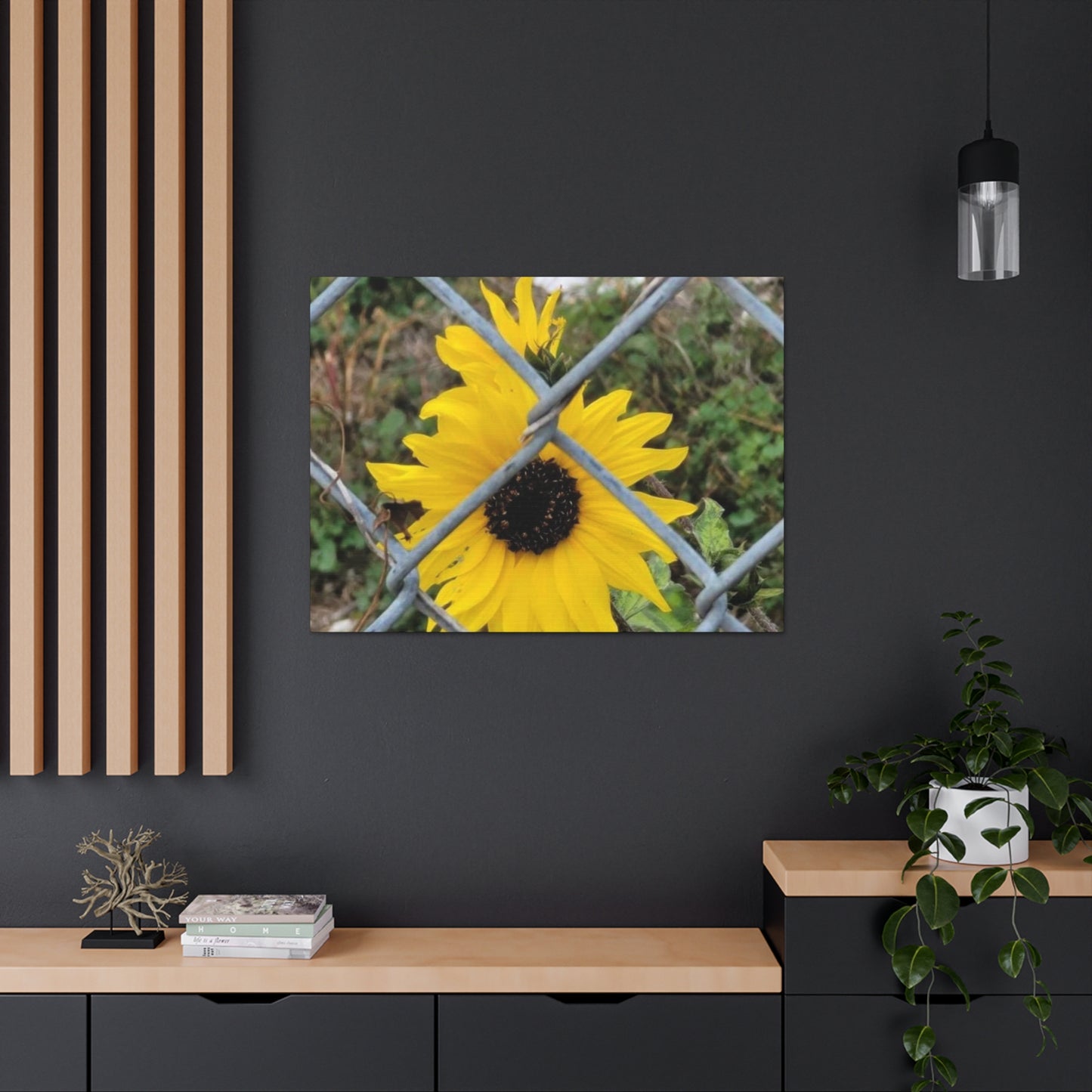 Sunflower Behind A Fence Canvas Gallery Wraps