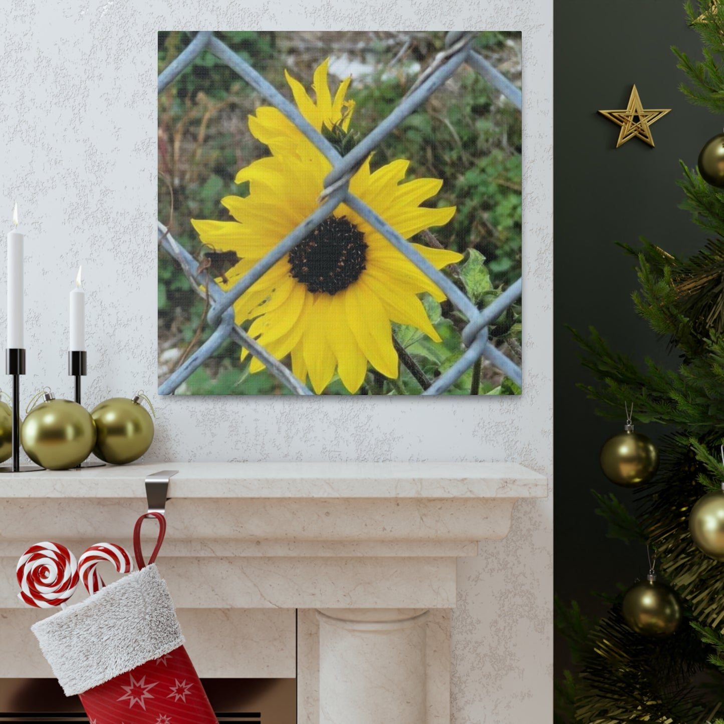 Sunflower Behind A Fence Canvas Gallery Wraps