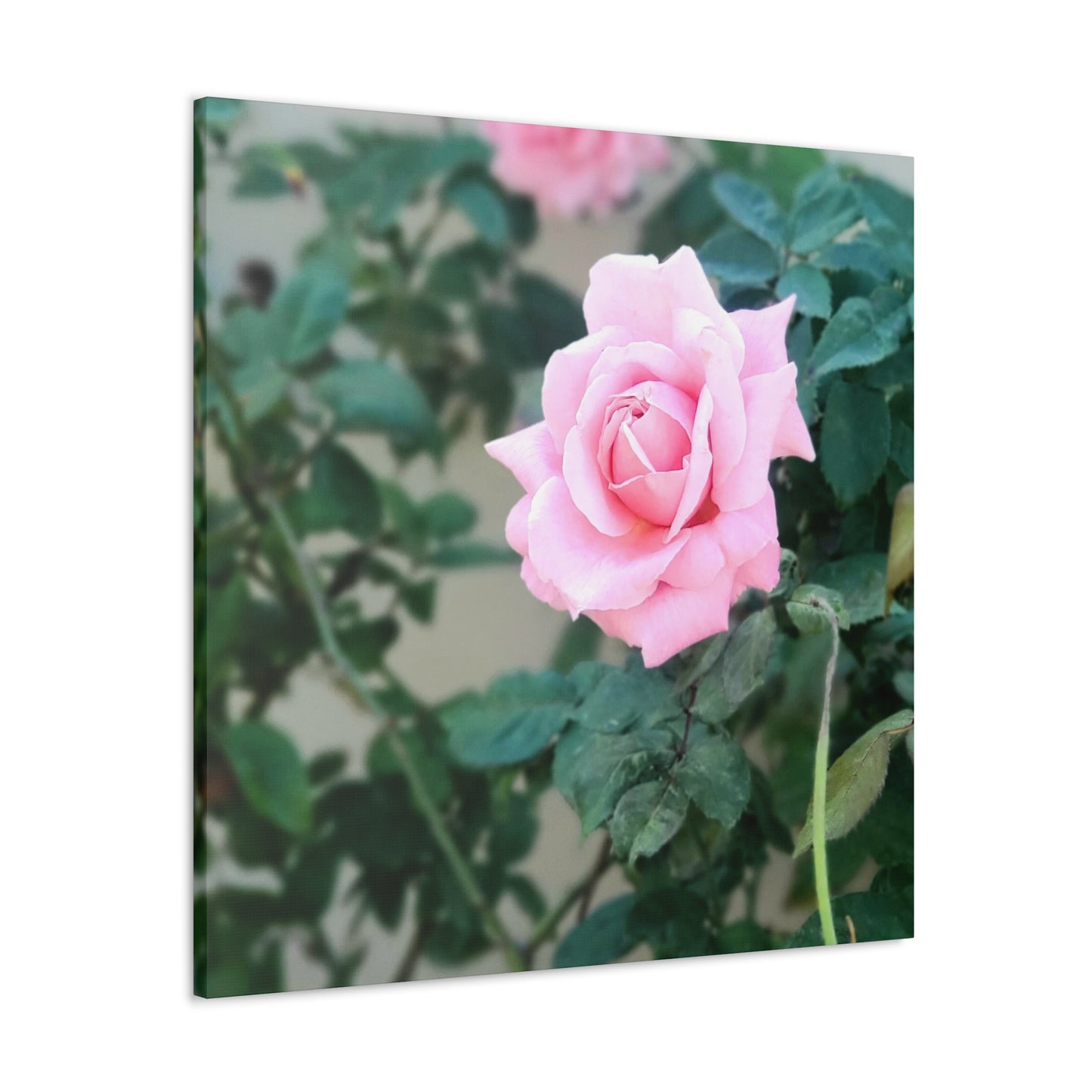 Focus on a Pink Rose | High Bloom Collection | Wall Art Print | Life By Ortavia