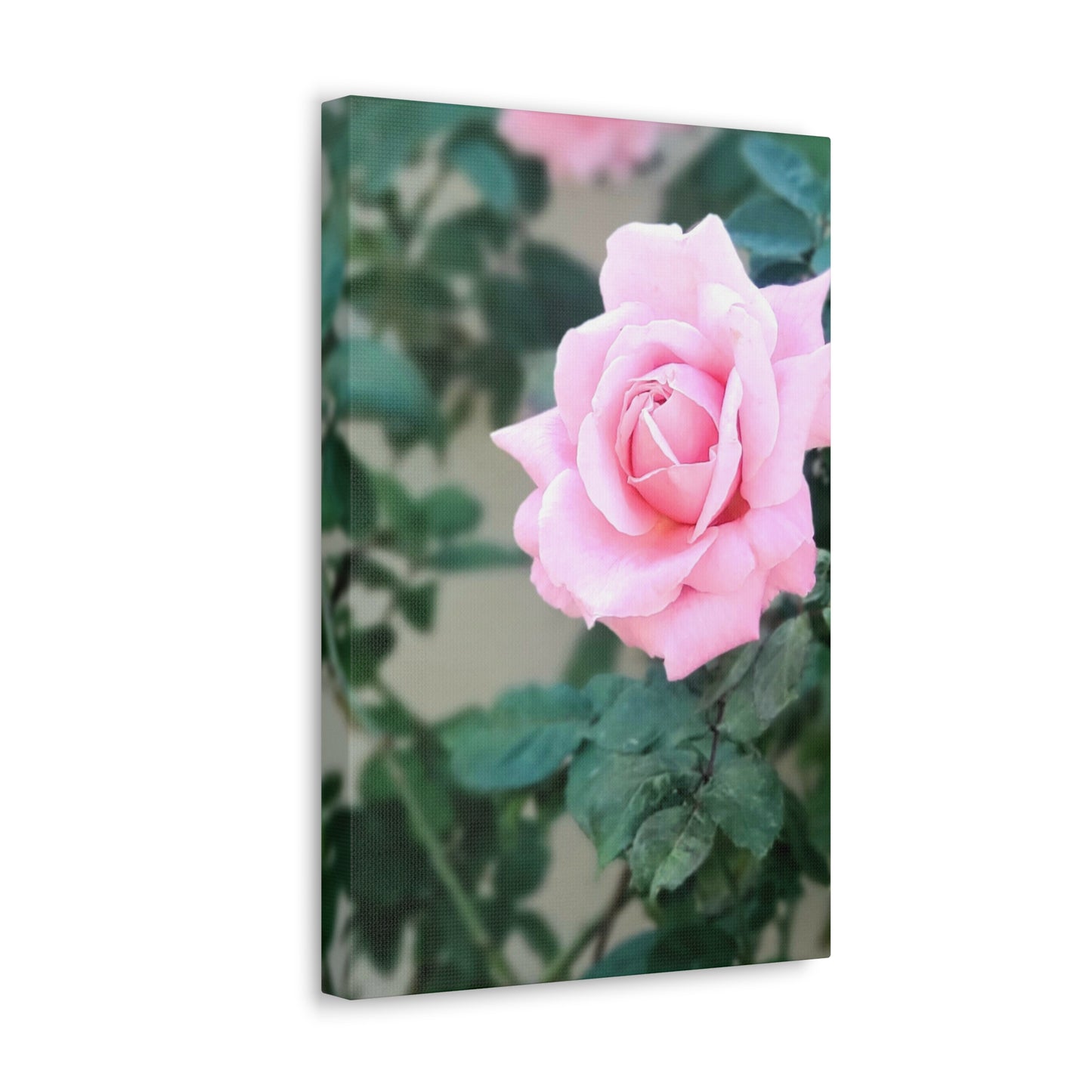 Focus on a Pink Rose | High Bloom Collection | Wall Art Print | Life By Ortavia