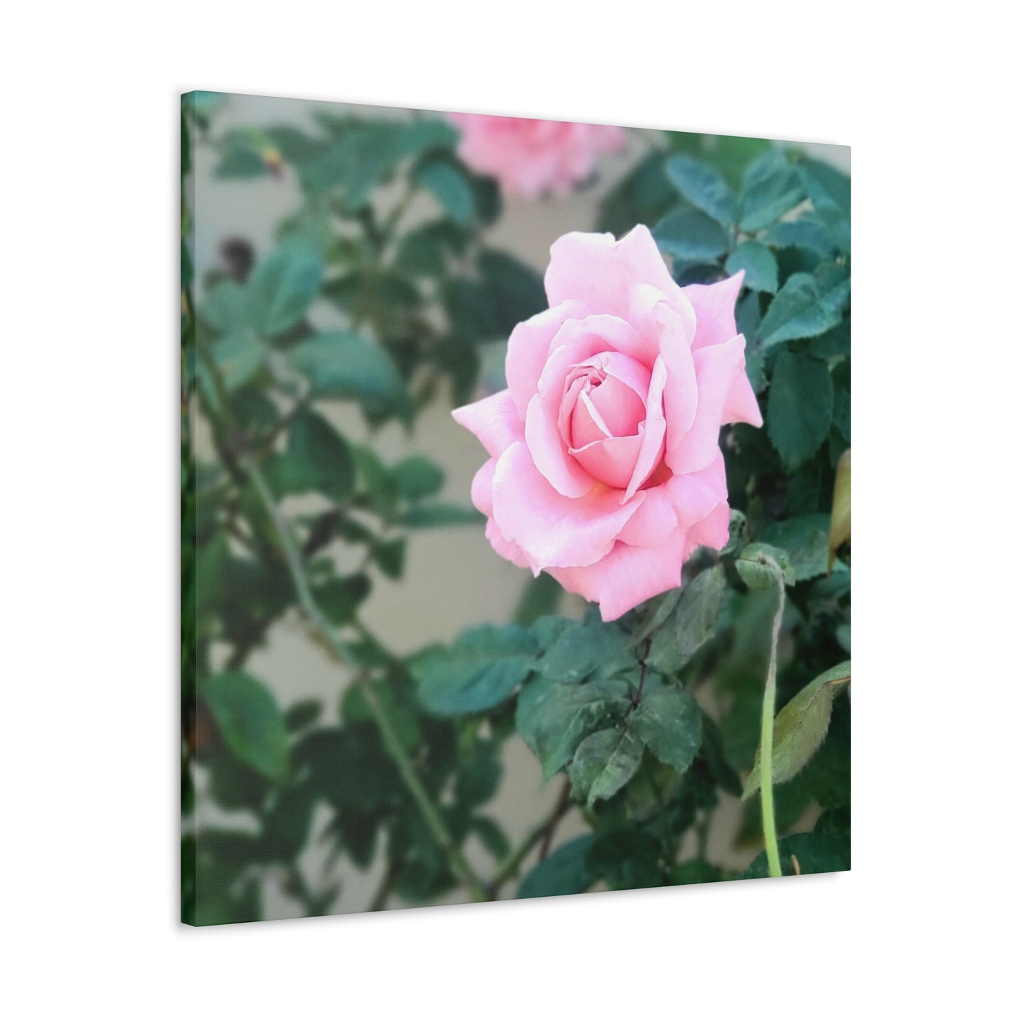 Focus on a Pink Rose | High Bloom Collection | Wall Art Print | Life By Ortavia