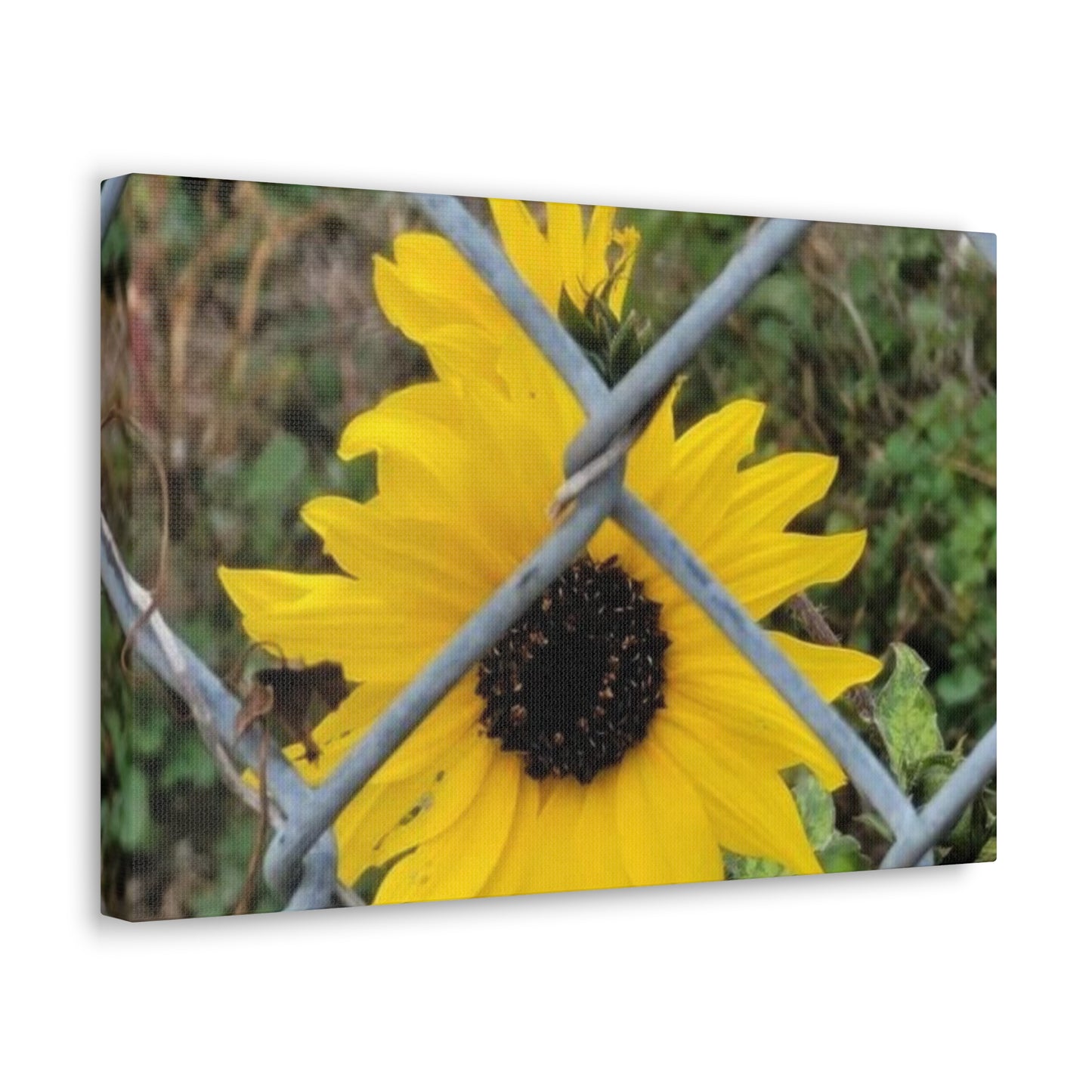 Sunflower Behind A Fence Canvas Gallery Wraps