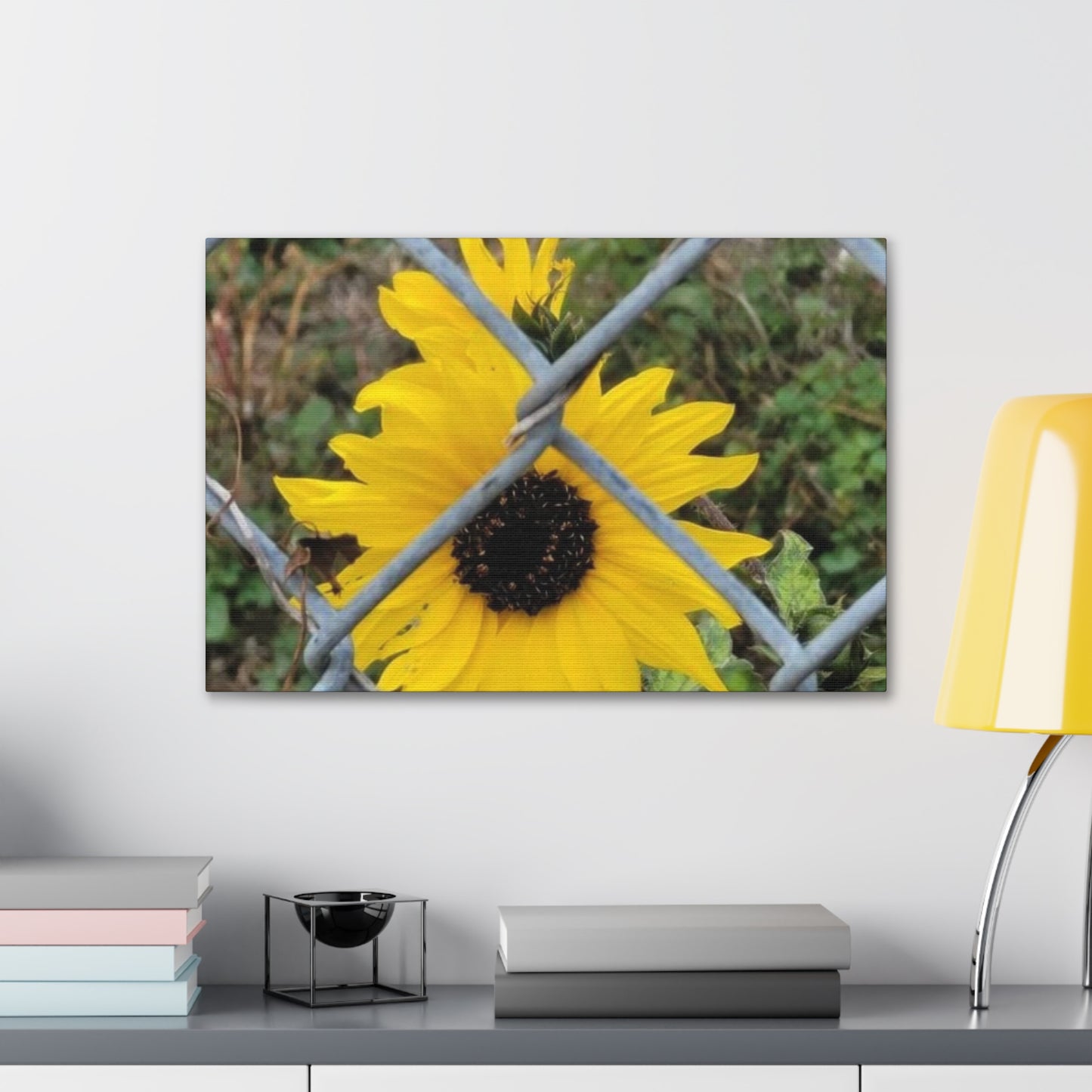 Sunflower Behind A Fence Canvas Gallery Wraps