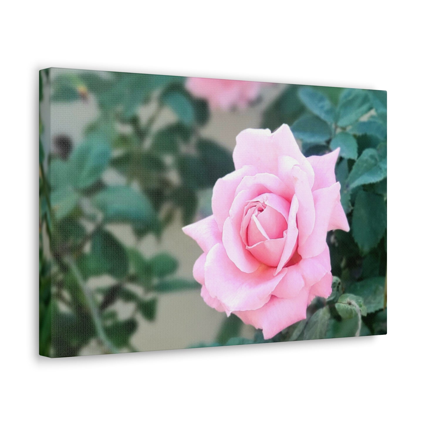 Focus on a Pink Rose | High Bloom Collection | Wall Art Print | Life By Ortavia