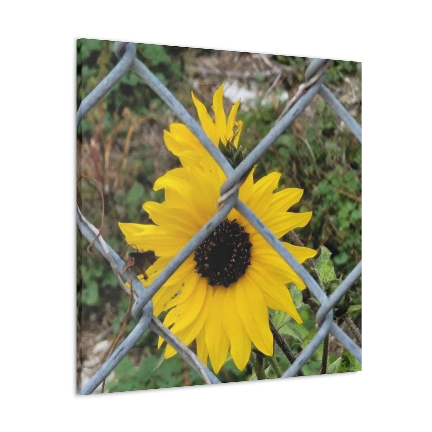 Sunflower Behind A Fence Canvas Gallery Wraps