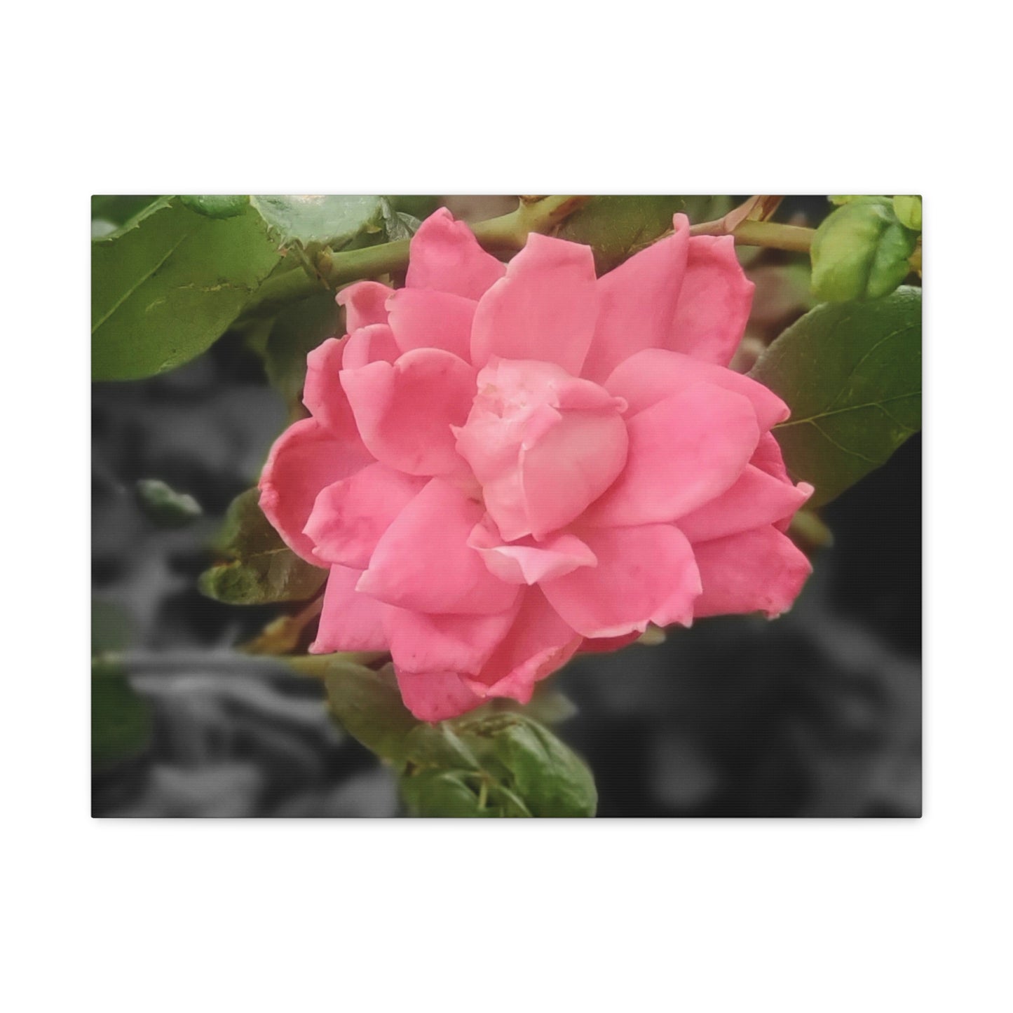 Pink Flower On A Vine | Wall Canvas | Bloom Collection