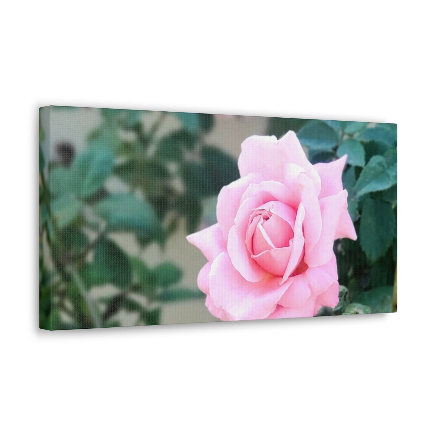 Focus on a Pink Rose | High Bloom Collection | Wall Art Print | Life By Ortavia