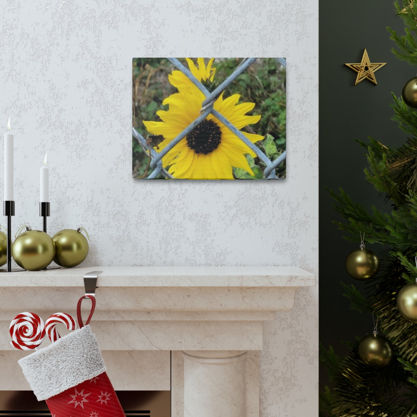 Sunflower Behind A Fence Canvas Gallery Wraps
