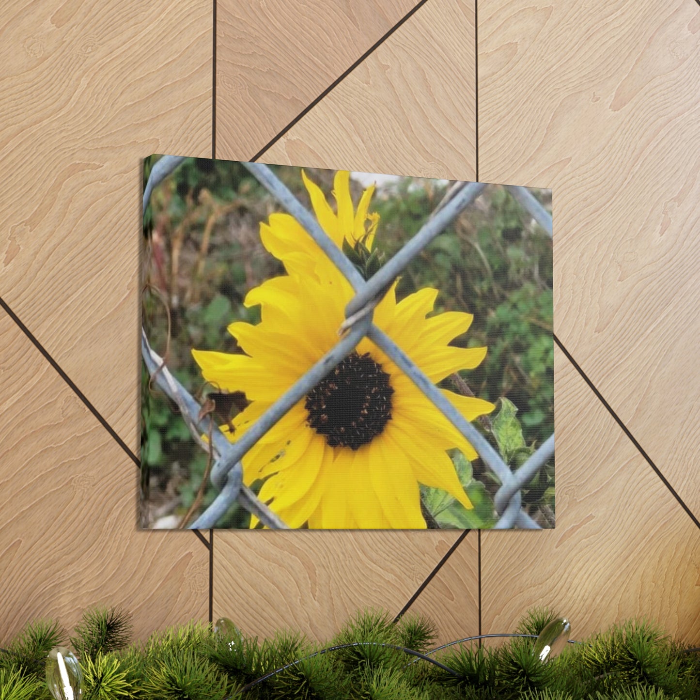 Sunflower Behind A Fence Canvas Gallery Wraps