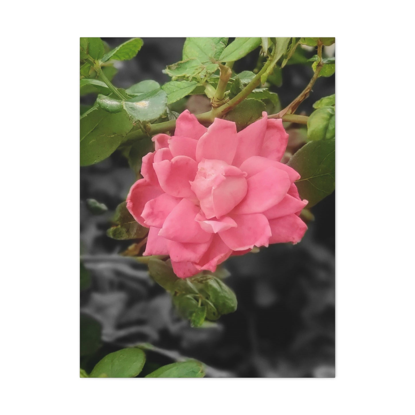 Pink Flower On A Vine | Wall Canvas | Bloom Collection