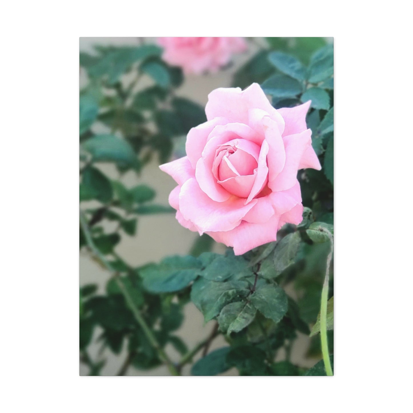 Focus on a Pink Rose | High Bloom Collection | Wall Art Print | Life By Ortavia