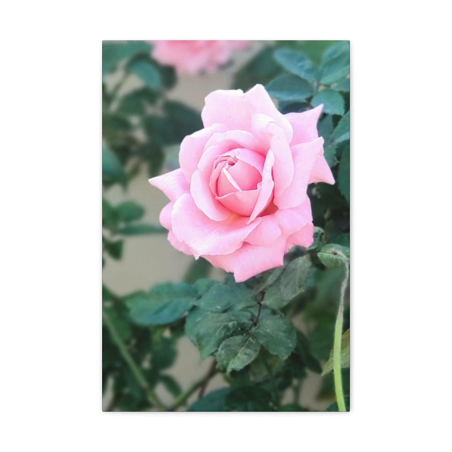 Focus on a Pink Rose | High Bloom Collection | Wall Art Print | Life By Ortavia