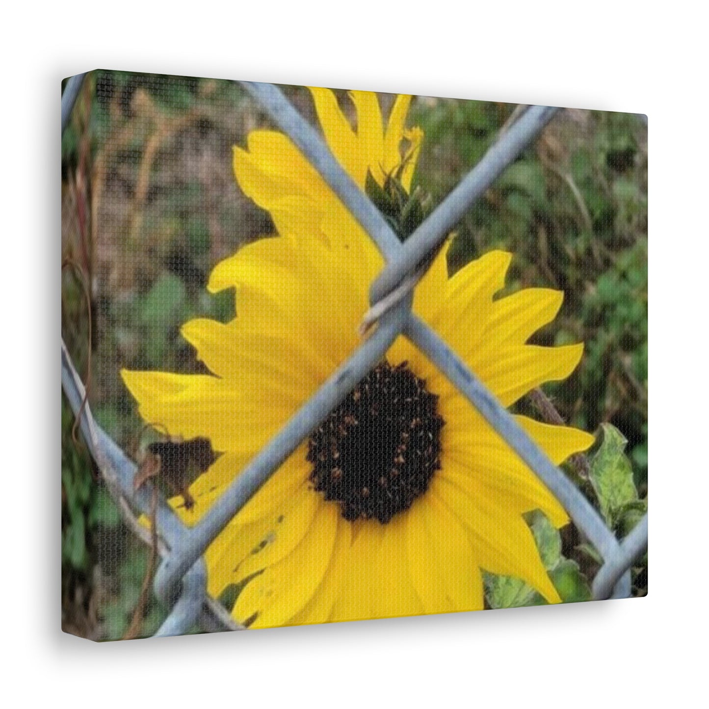 Sunflower Behind A Fence Canvas Gallery Wraps