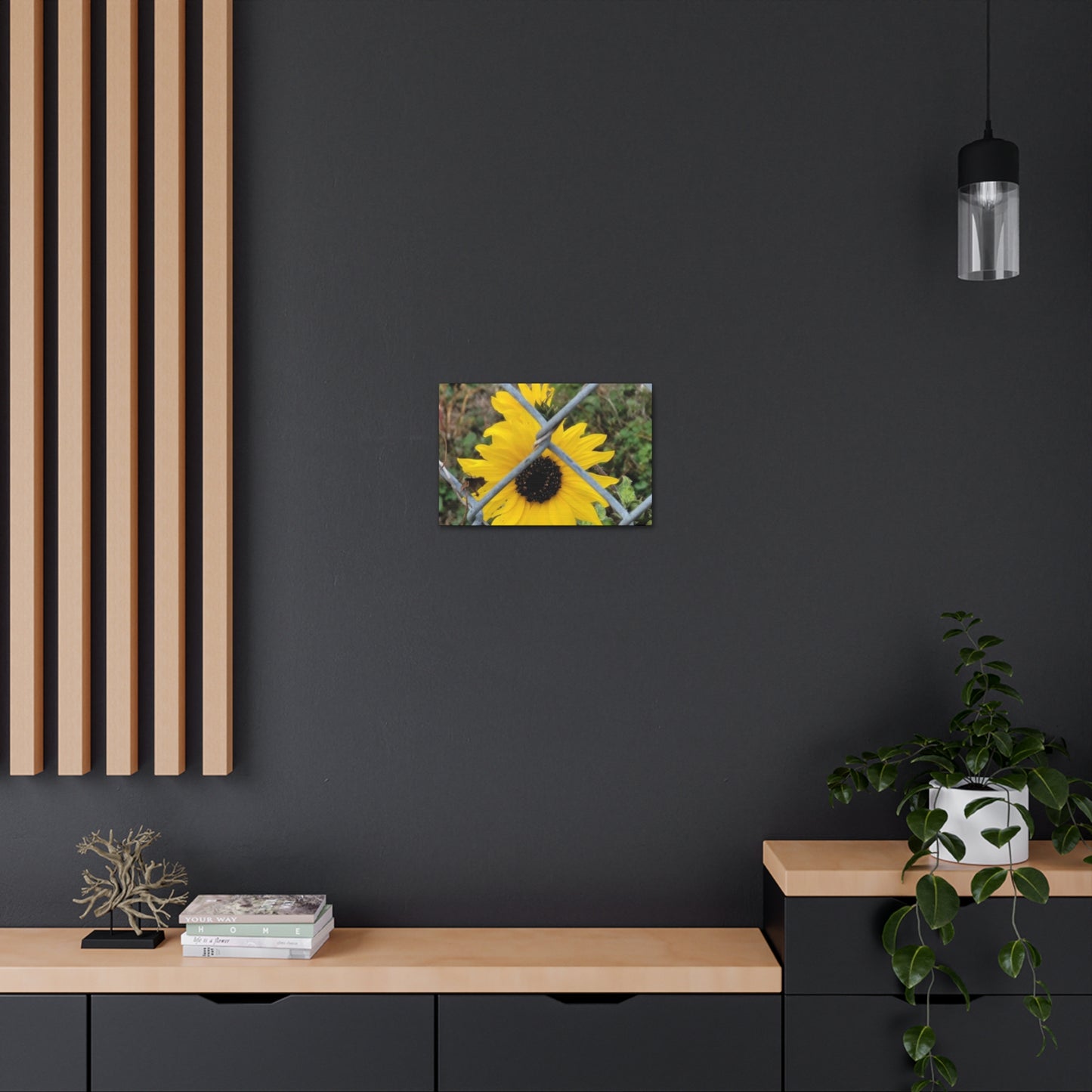 Sunflower Behind A Fence Canvas Gallery Wraps