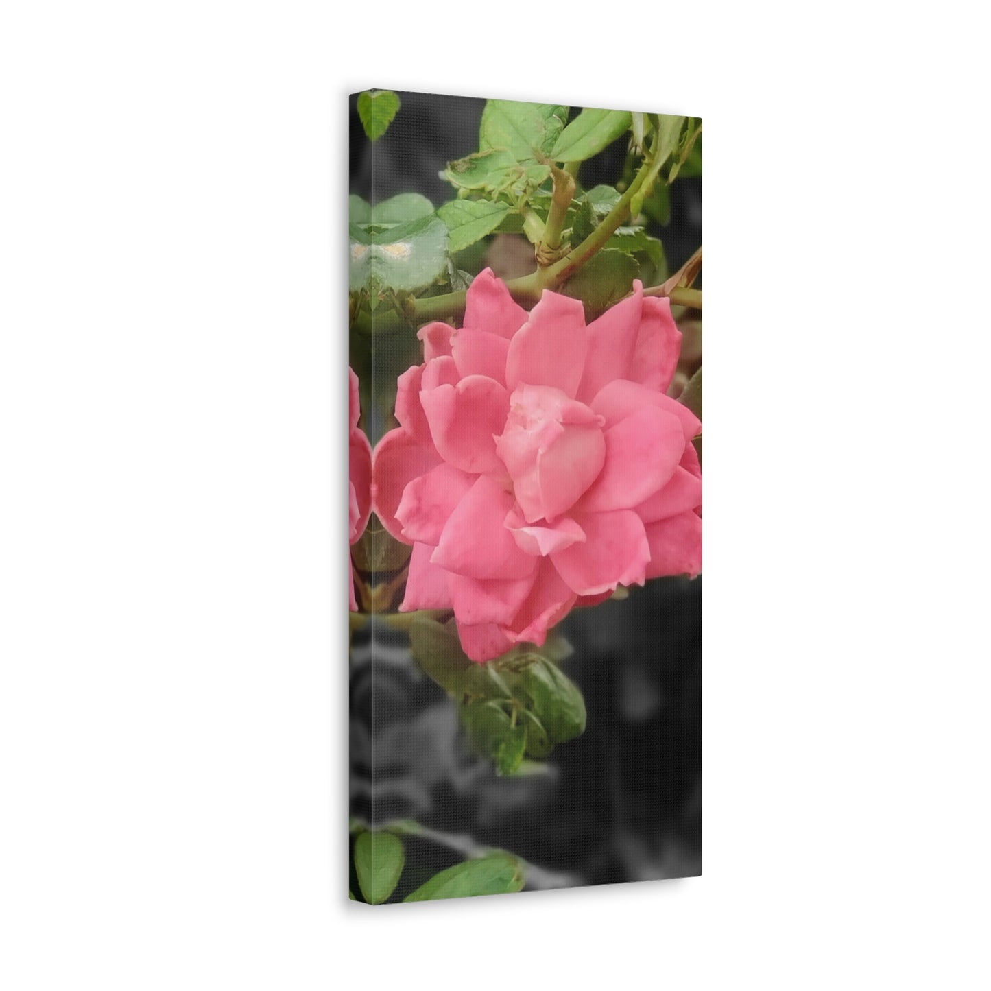 Pink Flower On A Vine | Wall Canvas | Bloom Collection