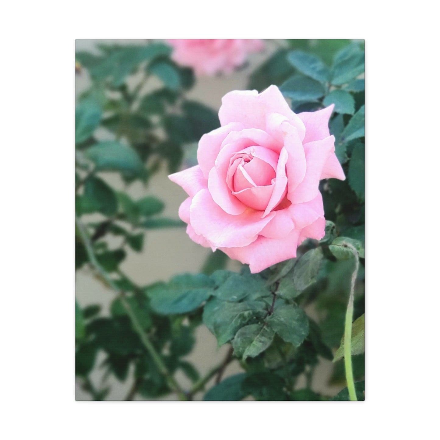 Focus on a Pink Rose | High Bloom Collection | Wall Art Print | Life By Ortavia