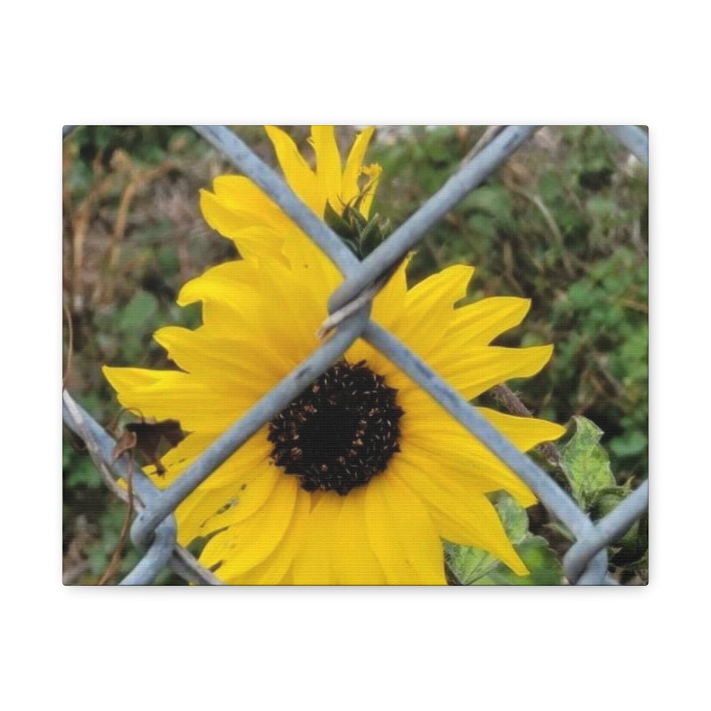 Sunflower Behind A Fence Canvas Gallery Wraps