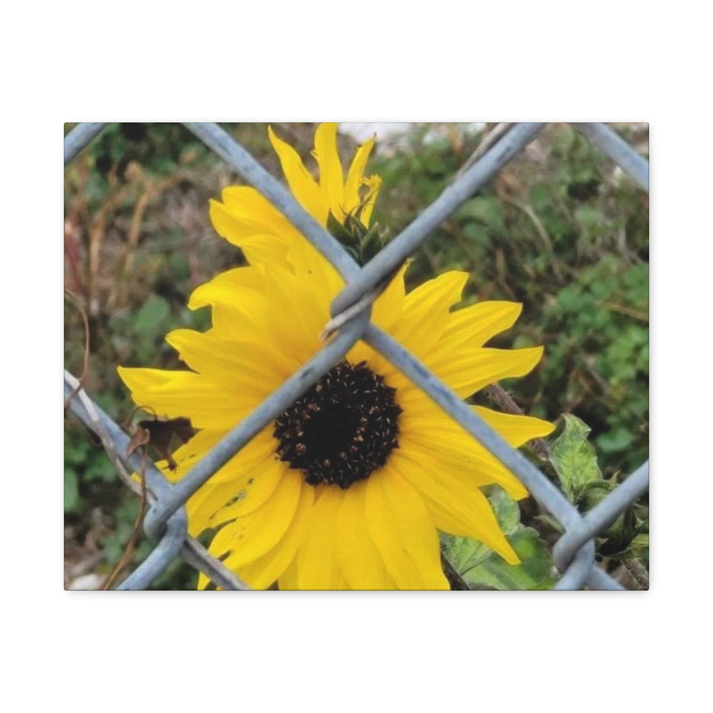 Sunflower Behind A Fence Canvas Gallery Wraps