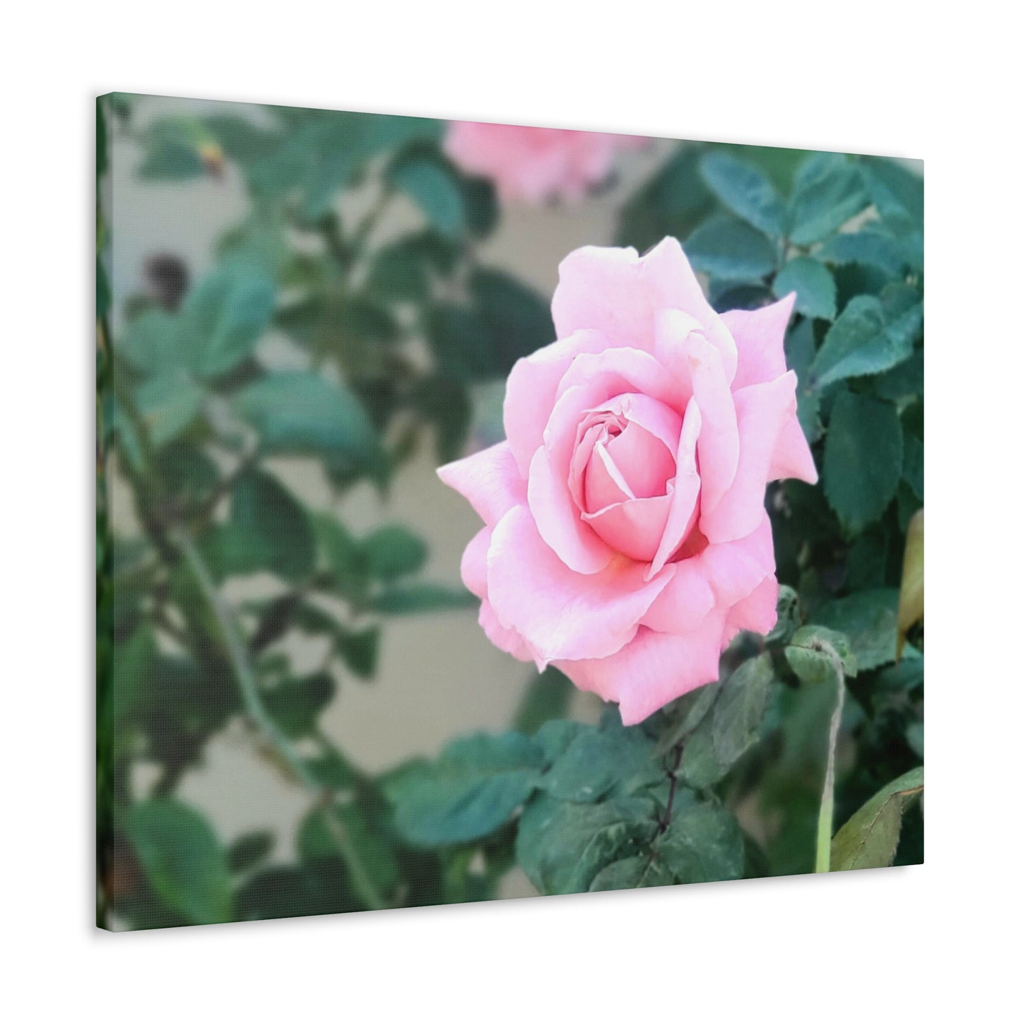 Focus on a Pink Rose | High Bloom Collection | Wall Art Print | Life By Ortavia