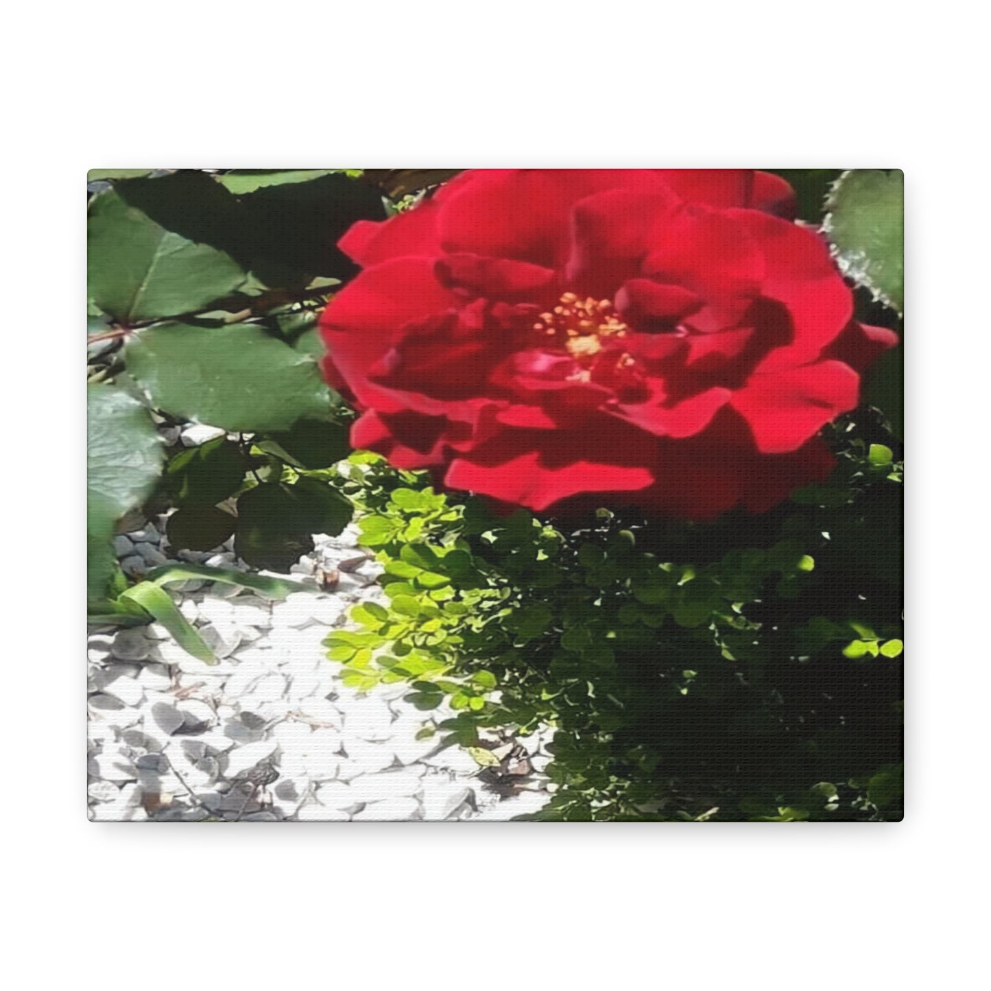 Europeana Red Rose | Wall Art Print | High Bloom Collection | Life By Ortavia