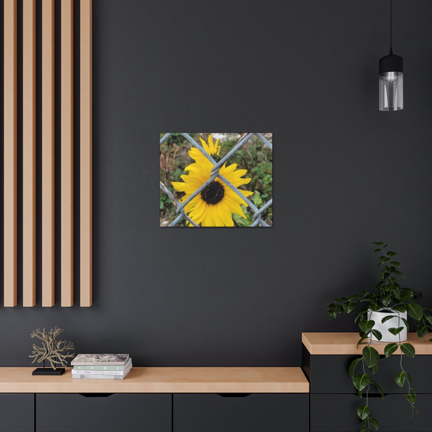 Sunflower Behind A Fence Canvas Gallery Wraps