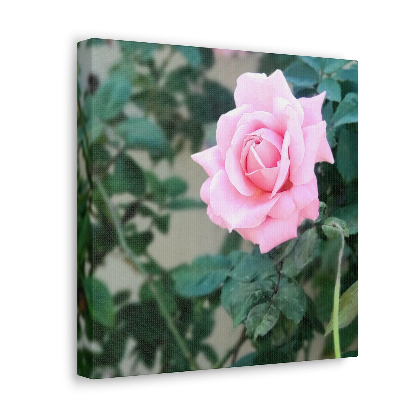 Focus on a Pink Rose | High Bloom Collection | Wall Art Print | Life By Ortavia