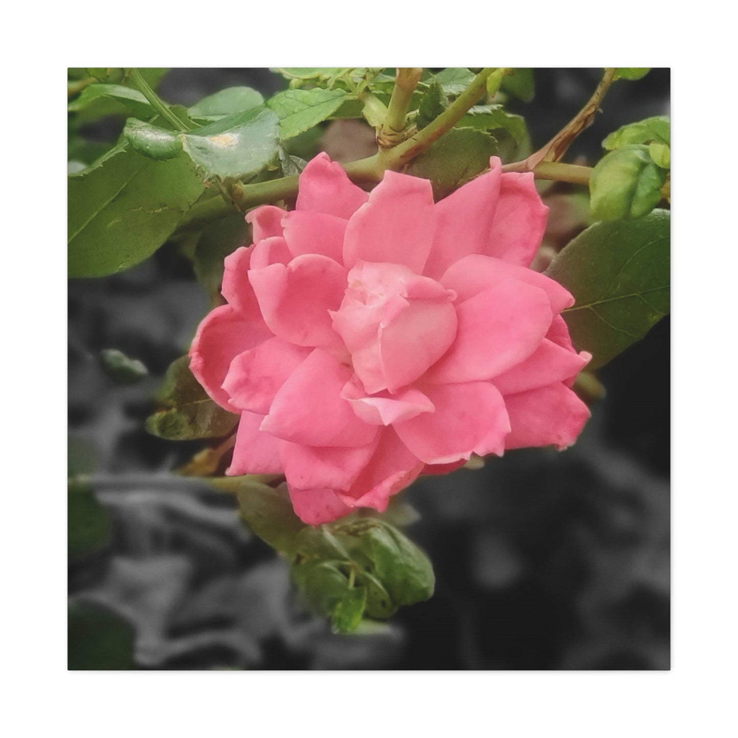 Pink Flower On A Vine | Wall Canvas | Bloom Collection