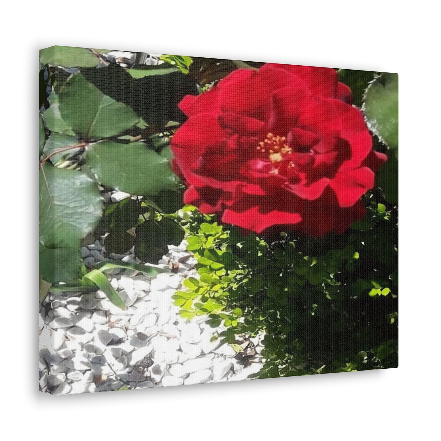 Europeana Red Rose | Wall Art Print | High Bloom Collection | Life By Ortavia