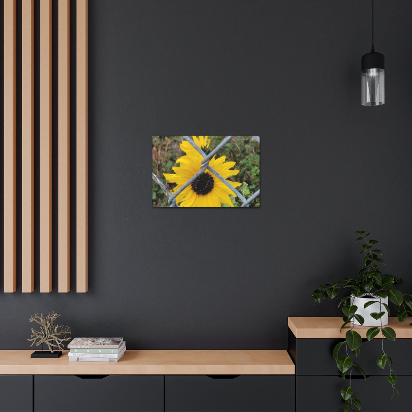 Sunflower Behind A Fence Canvas Gallery Wraps
