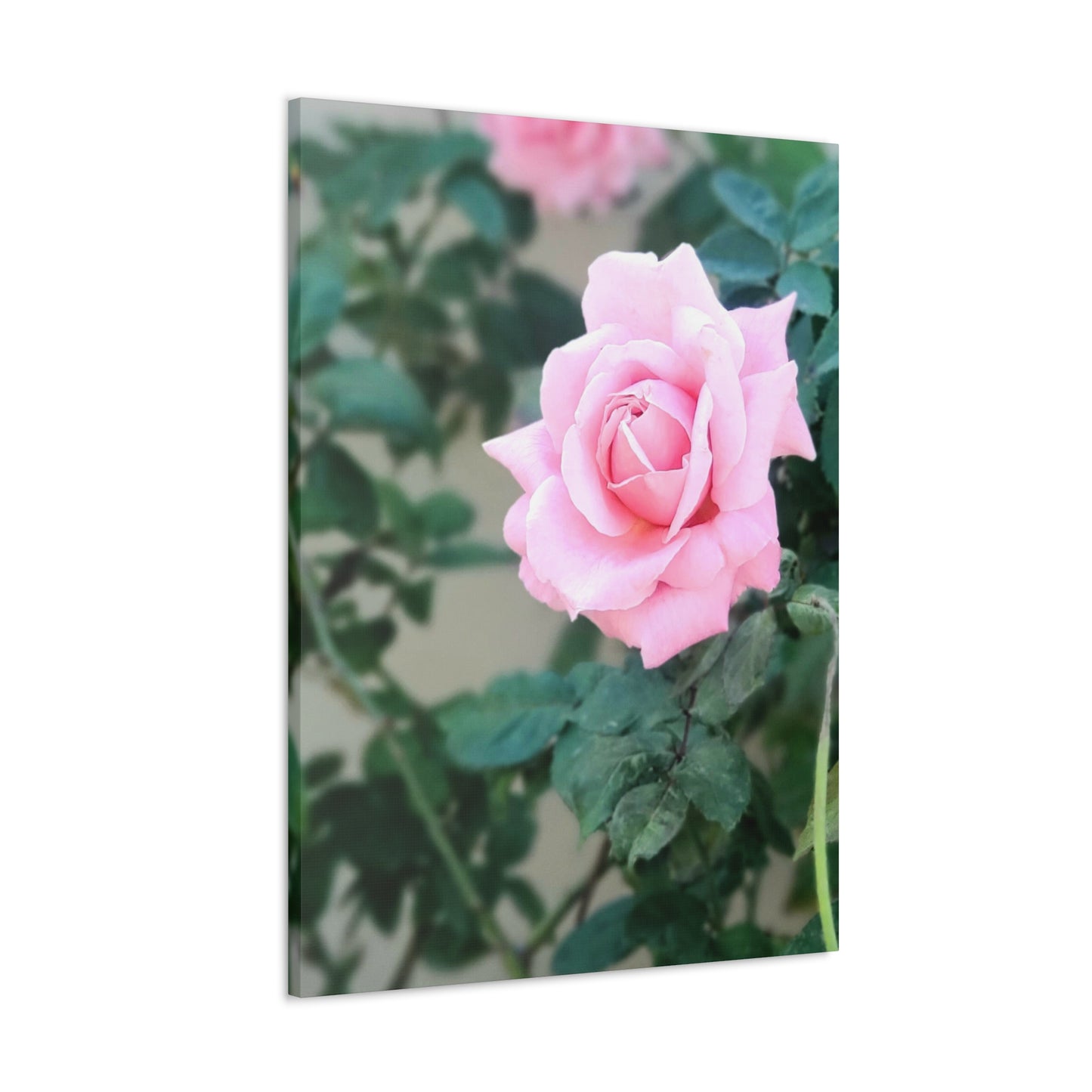 Focus on a Pink Rose | High Bloom Collection | Wall Art Print | Life By Ortavia