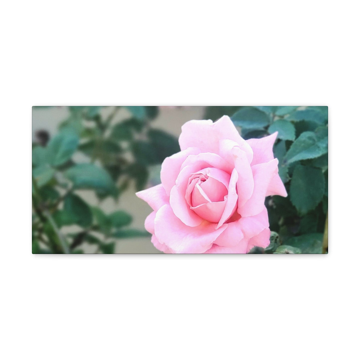 Focus on a Pink Rose | High Bloom Collection | Wall Art Print | Life By Ortavia