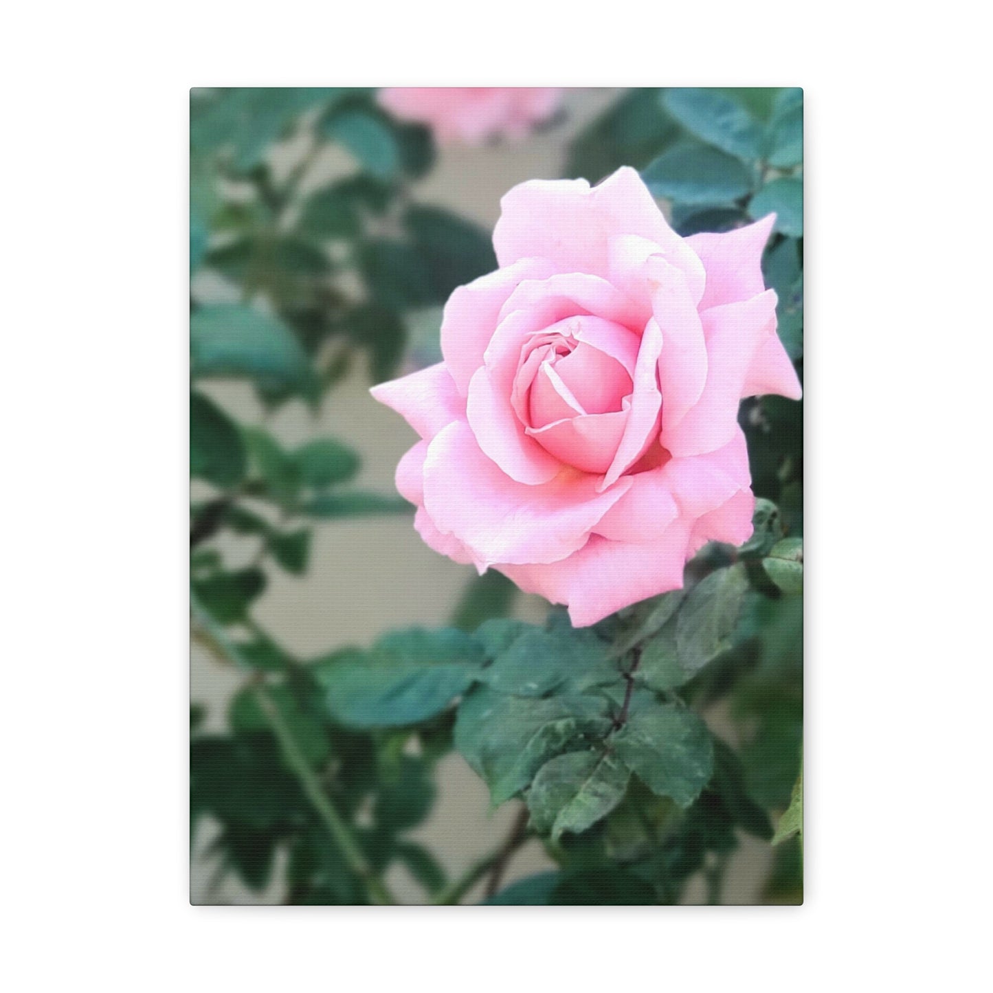 Focus on a Pink Rose | High Bloom Collection | Wall Art Print | Life By Ortavia