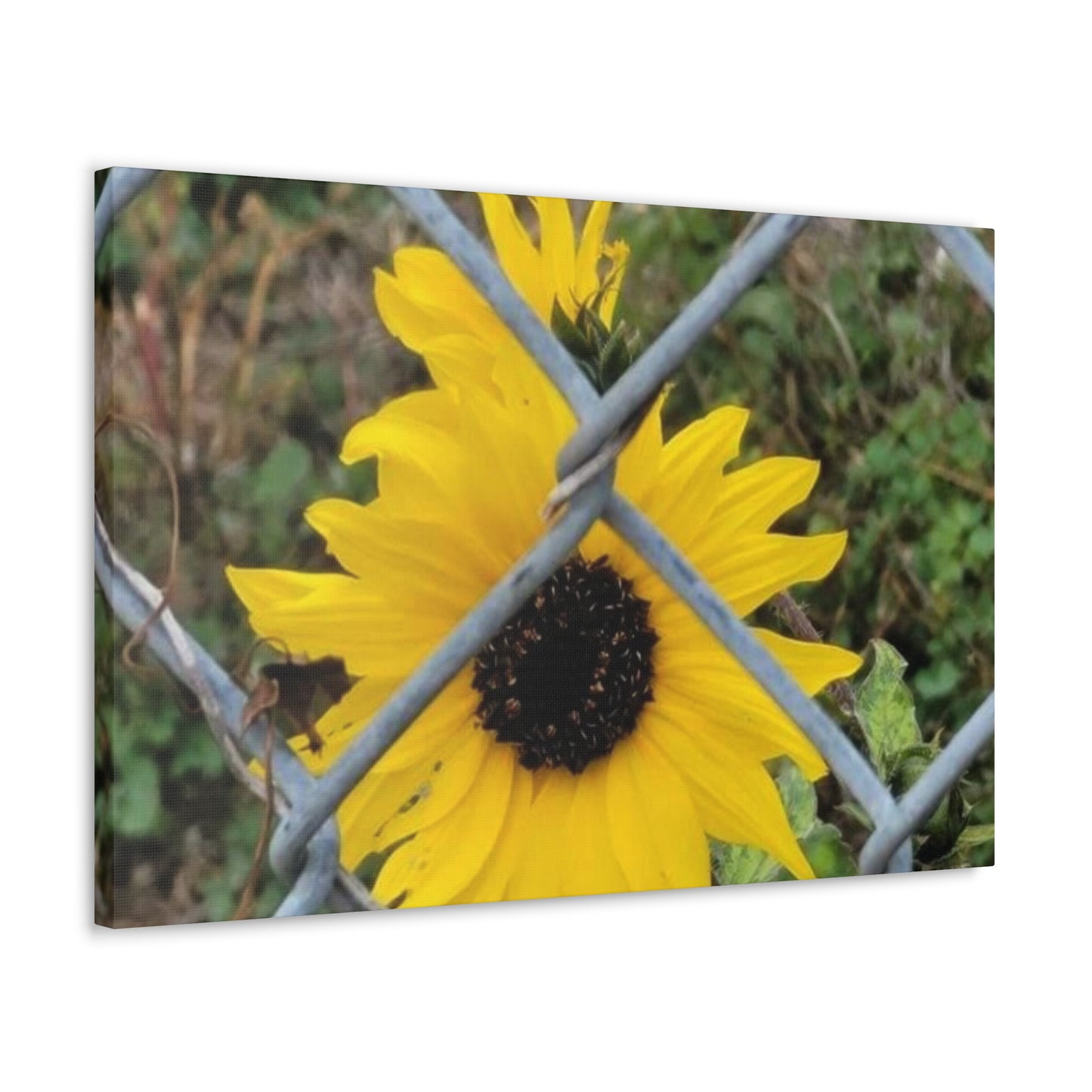 Sunflower Behind A Fence Canvas Gallery Wraps