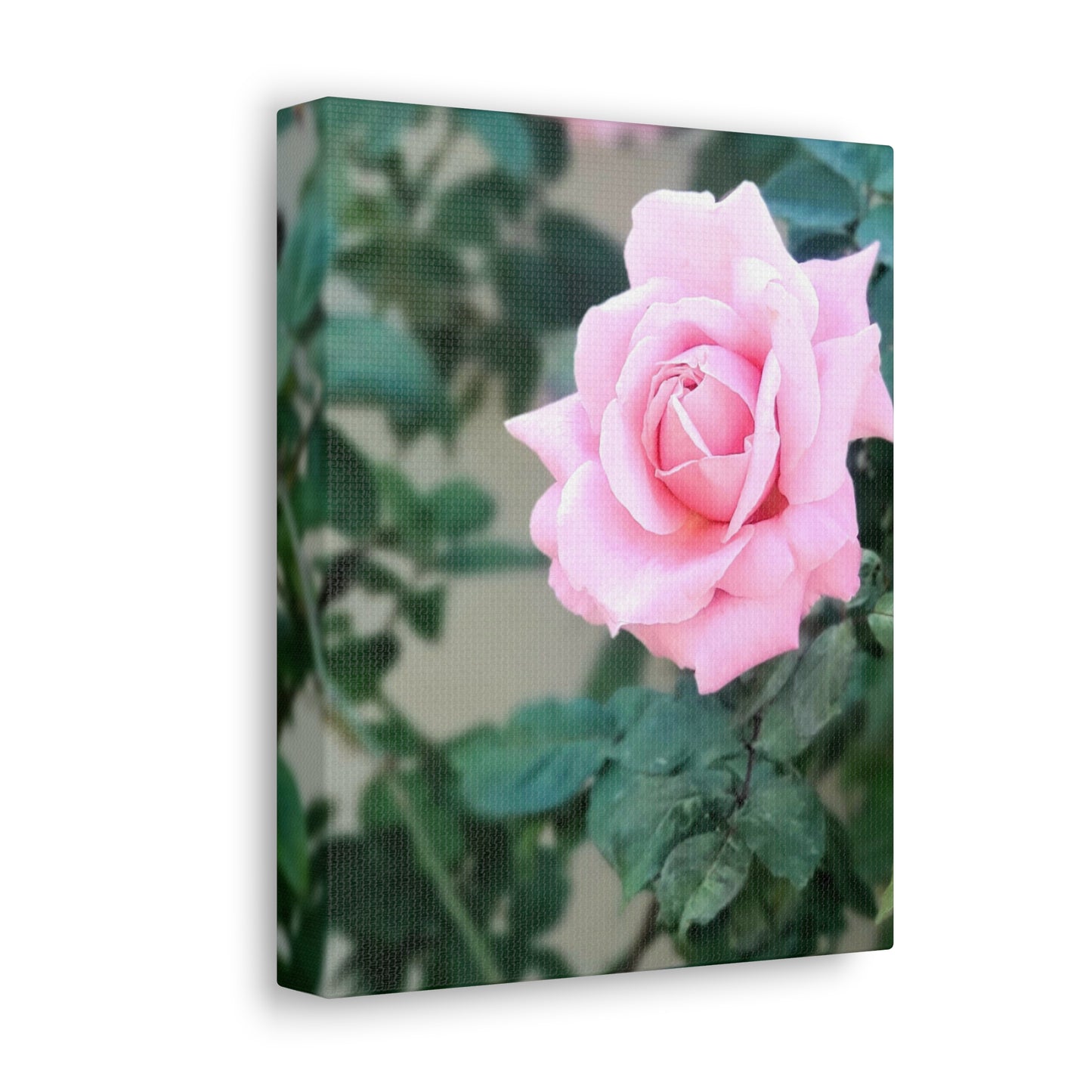 Focus on a Pink Rose | High Bloom Collection | Wall Art Print | Life By Ortavia